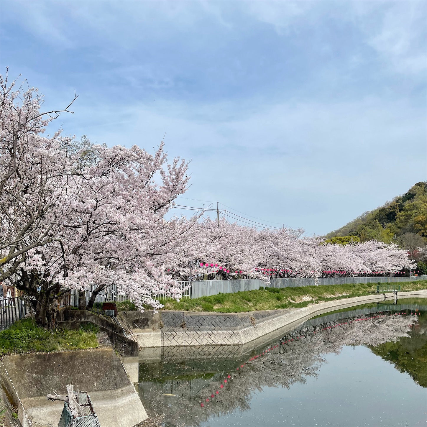 日下新池の桜