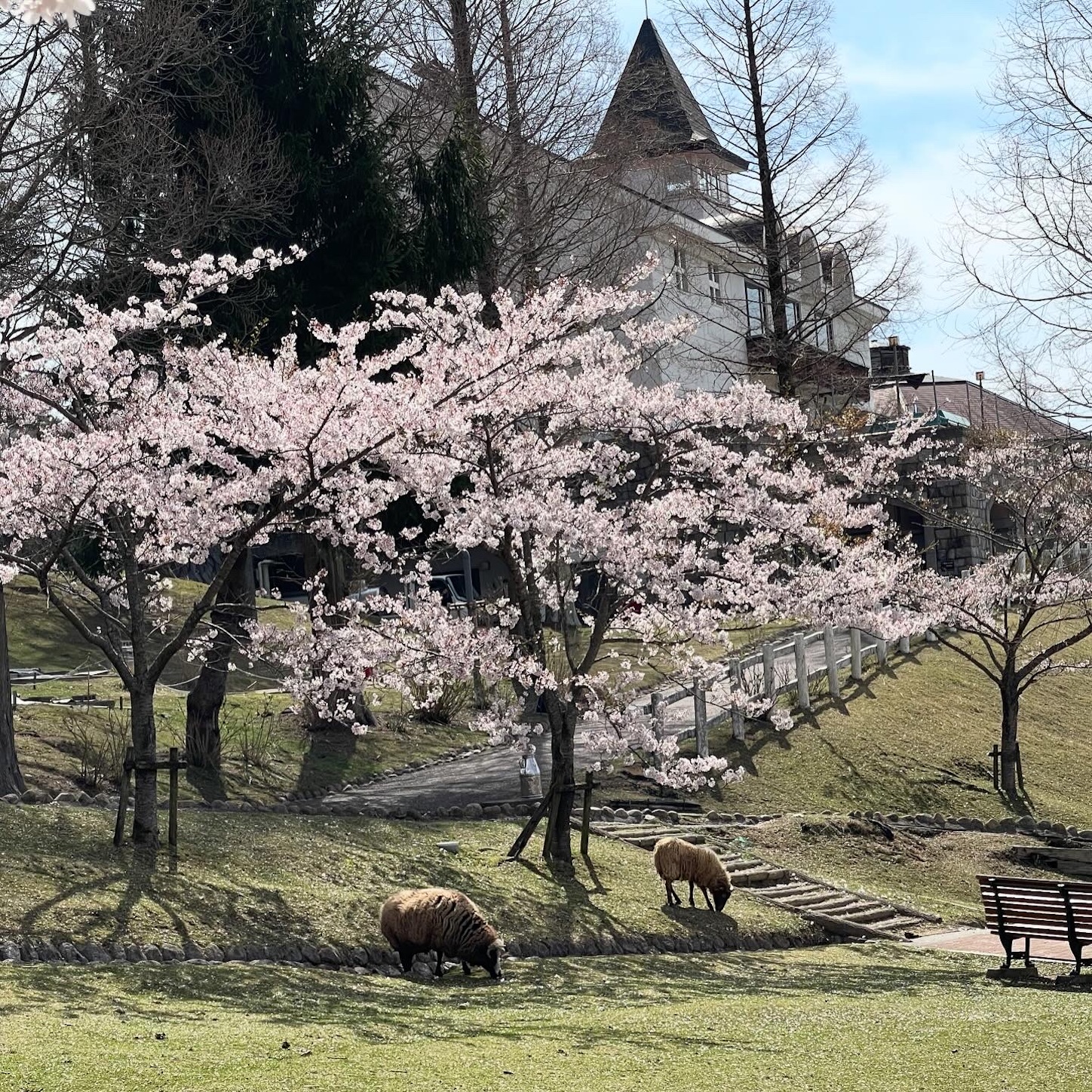 六甲山牧場の桜と羊１