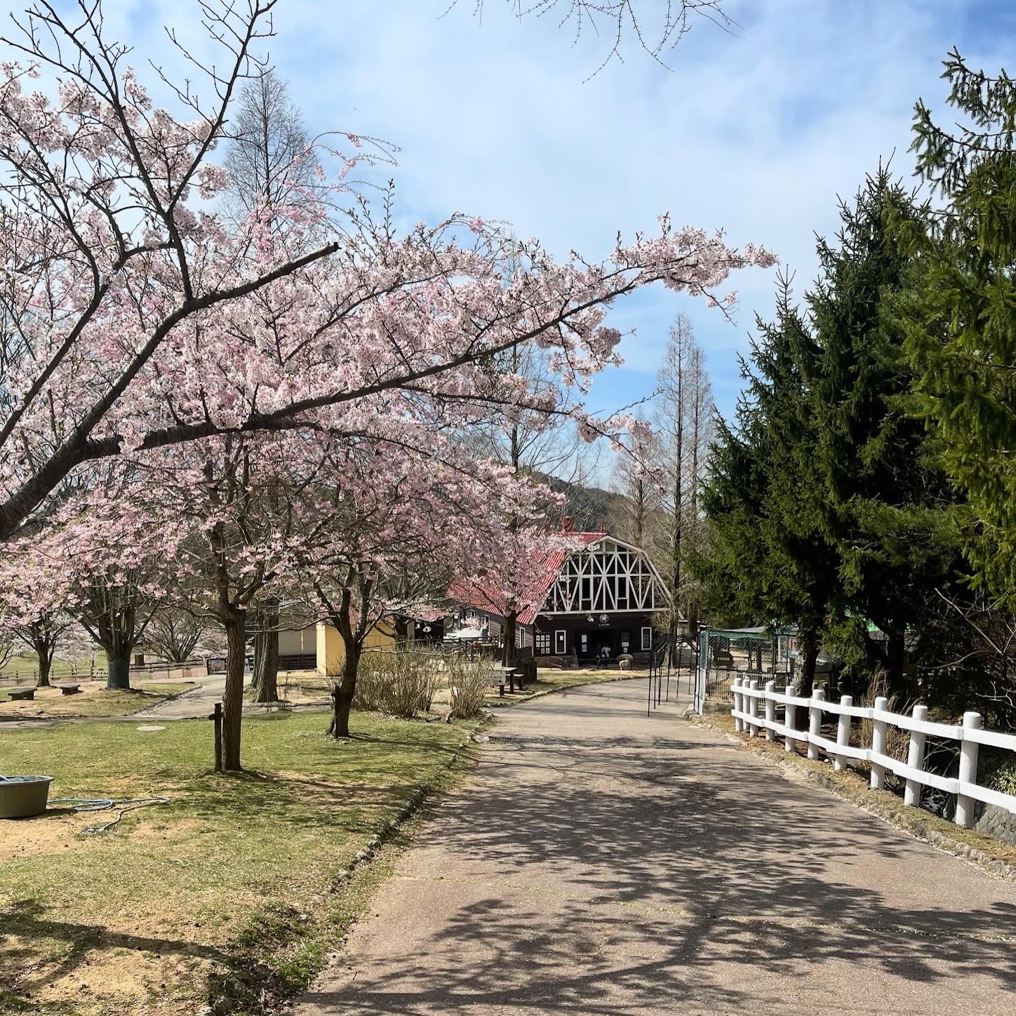 六甲山牧場の桜と羊２