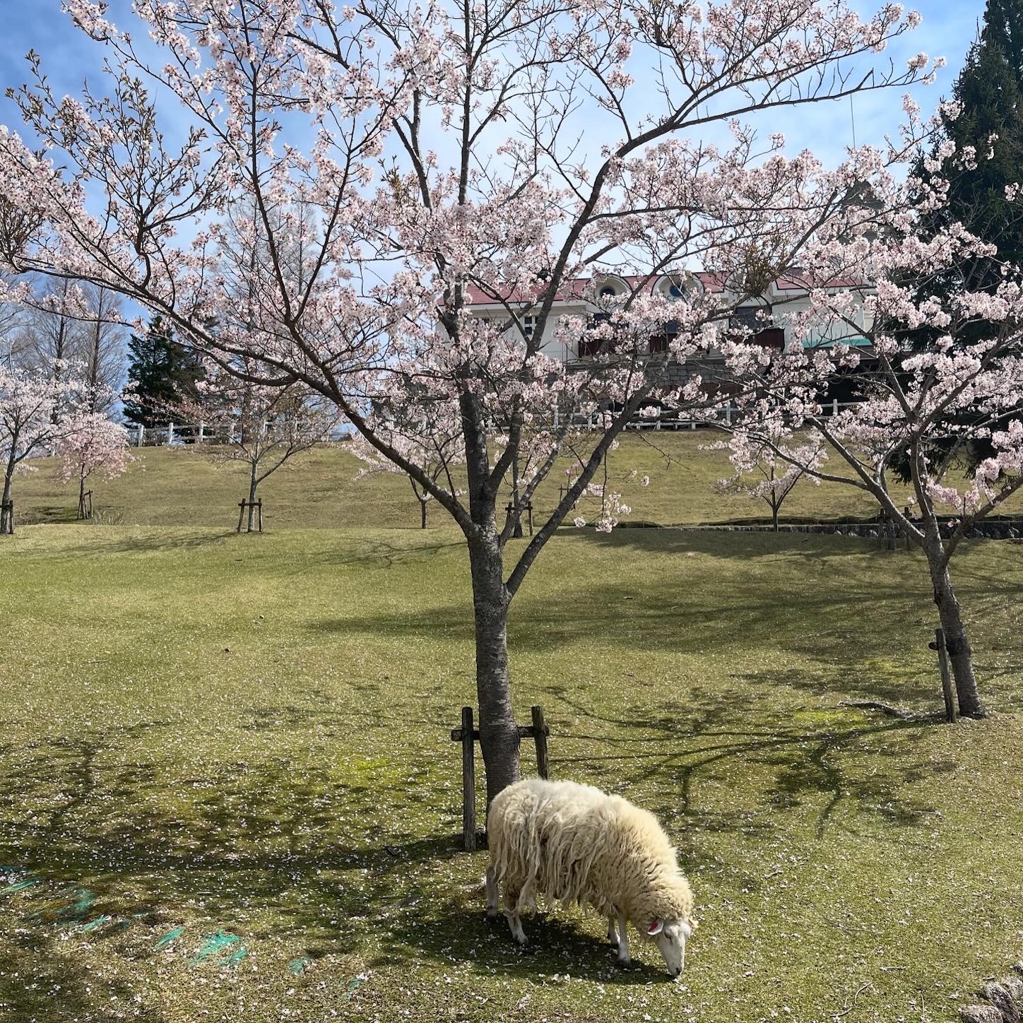 六甲山牧場の桜と羊３