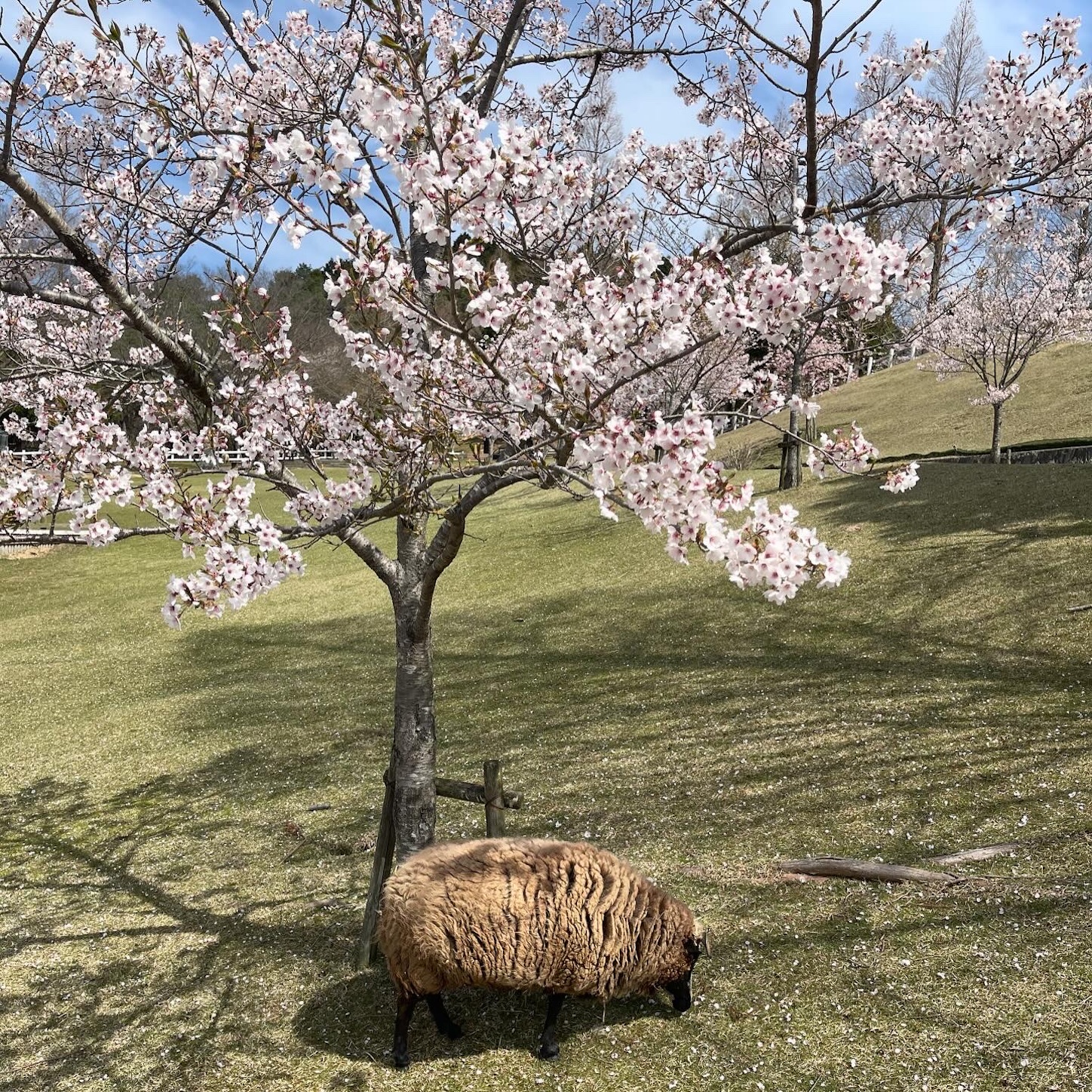 六甲山牧場の桜と羊４