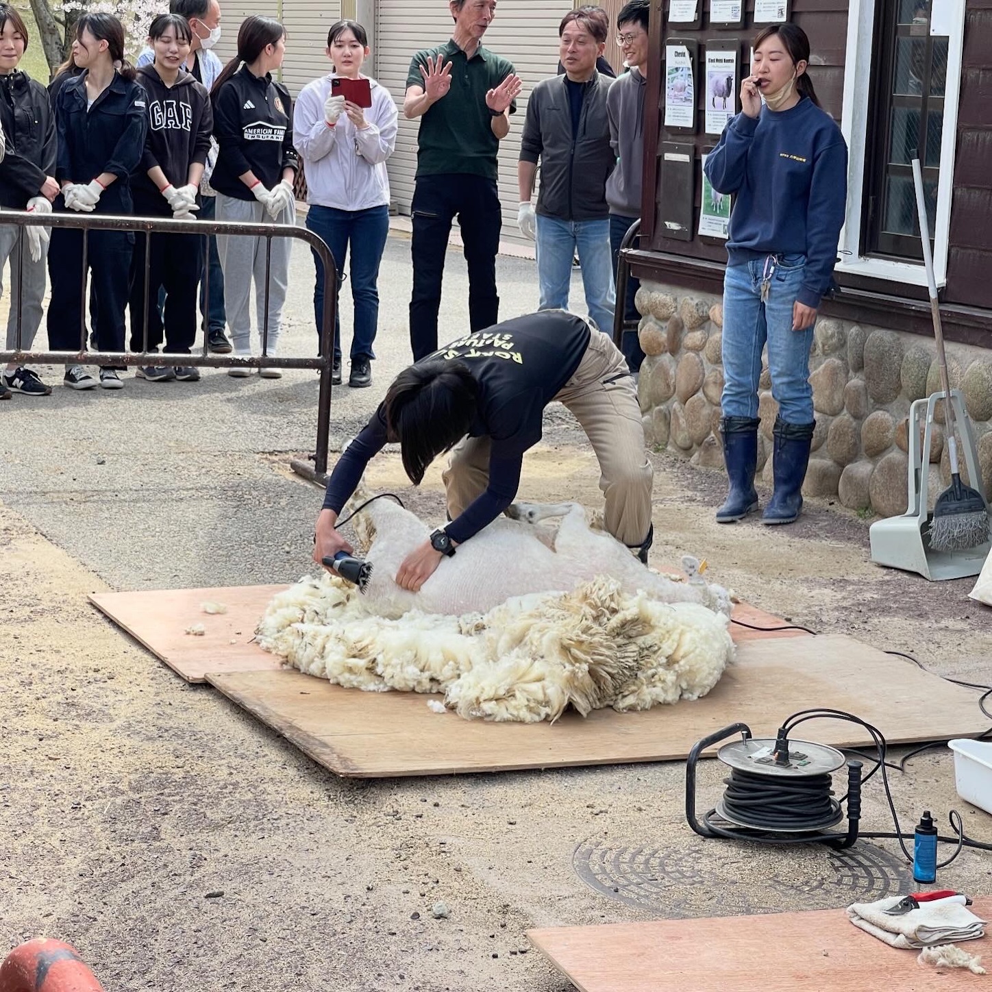 六甲山牧場の羊の毛刈り３