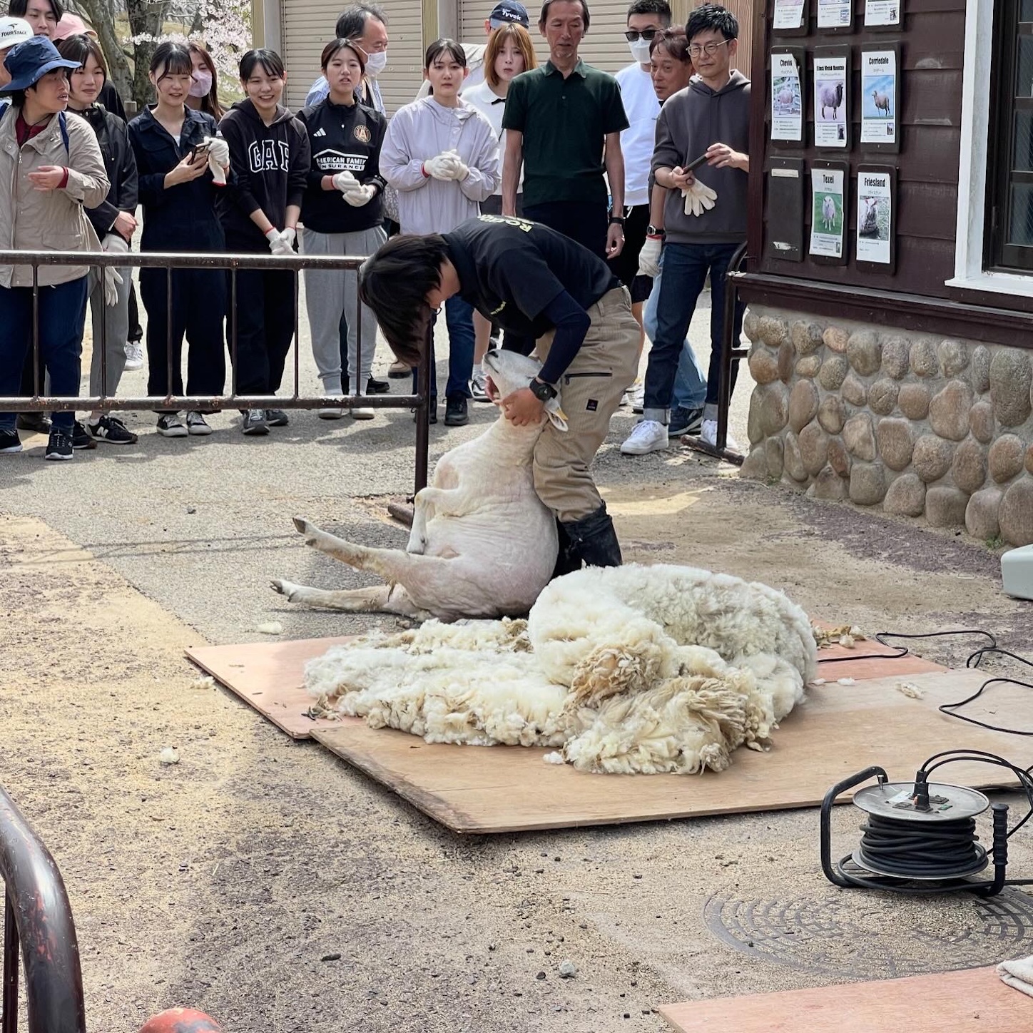 六甲山牧場の羊の毛刈り４