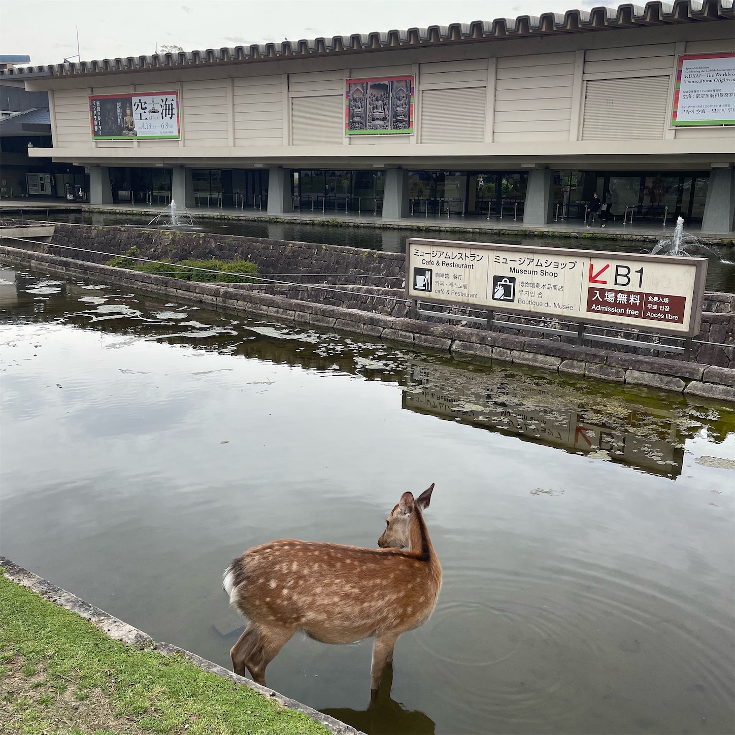 奈良国立博物館と鹿