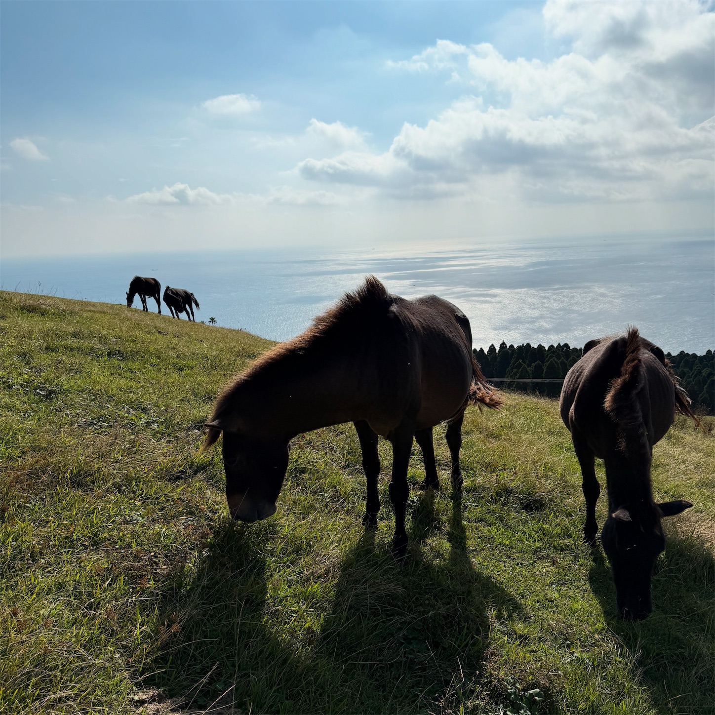 都井岬のお馬さん