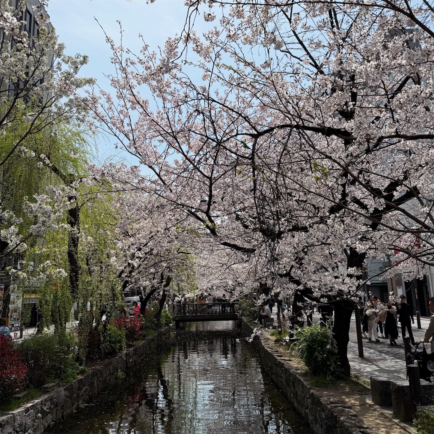 高瀬川の桜