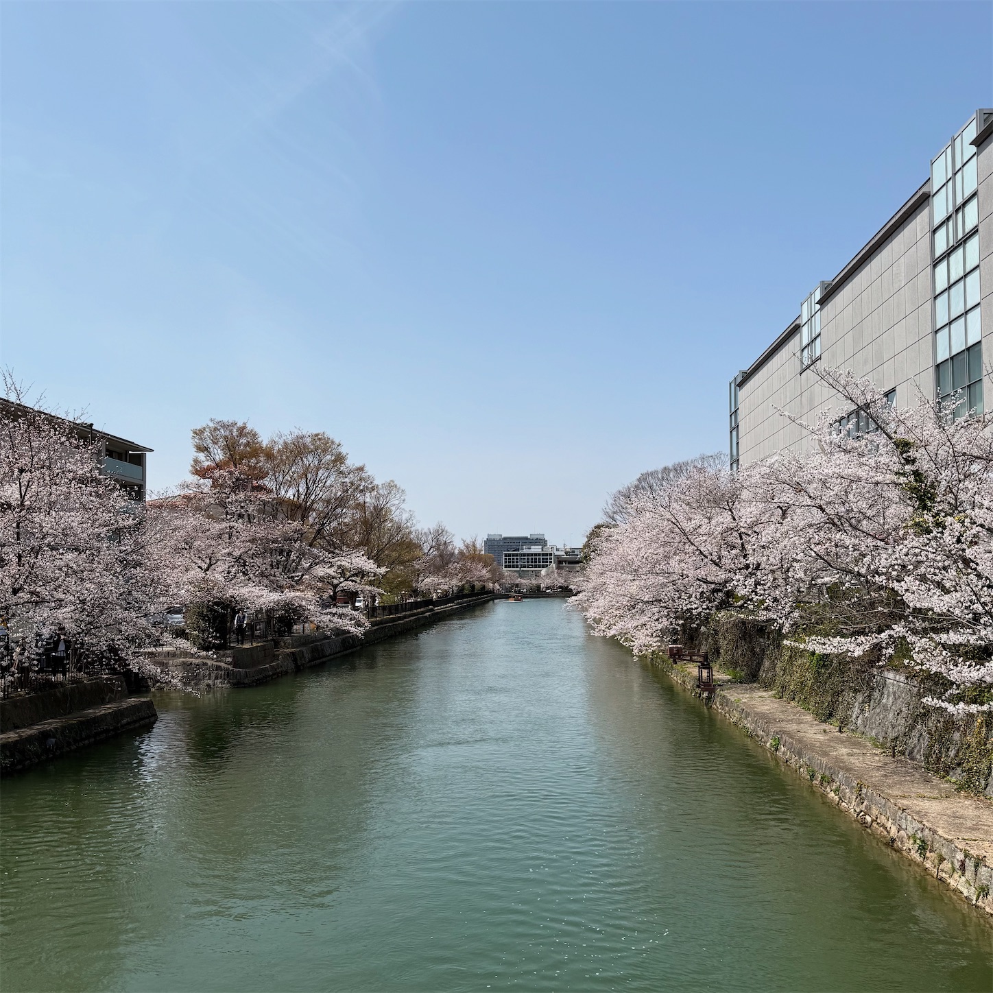 慶流橋より琵琶湖疏水の桜