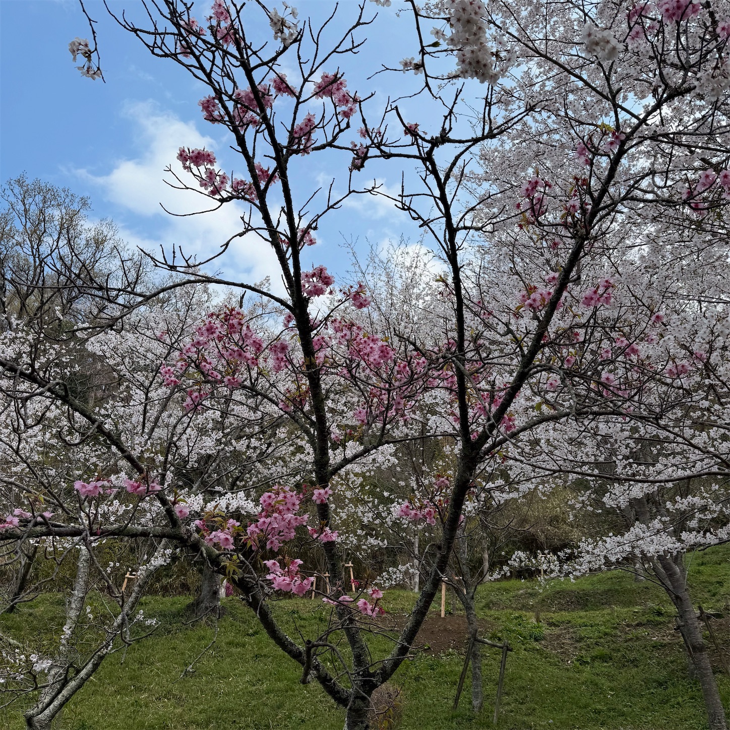 枚岡公園の桜広場