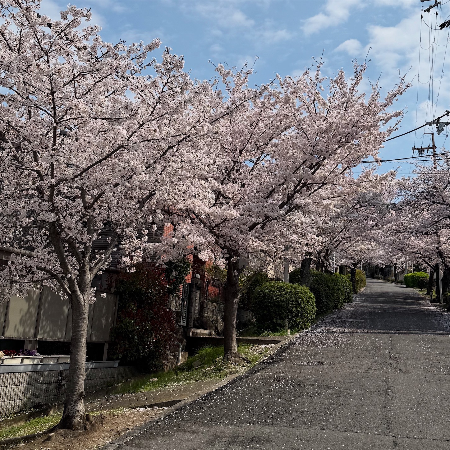 枚岡公園前の桜園路