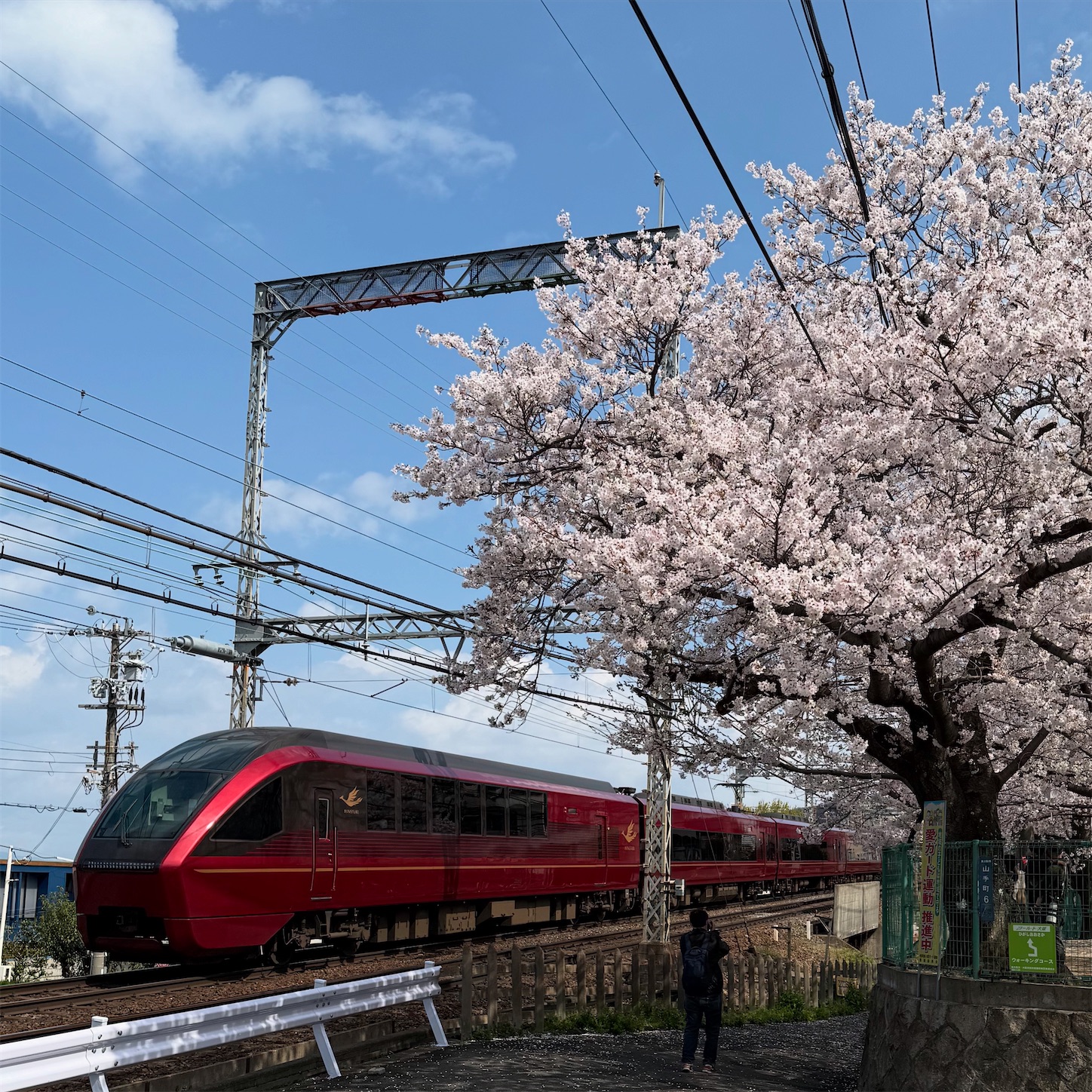 桜と特急ひのとりとのツーショット