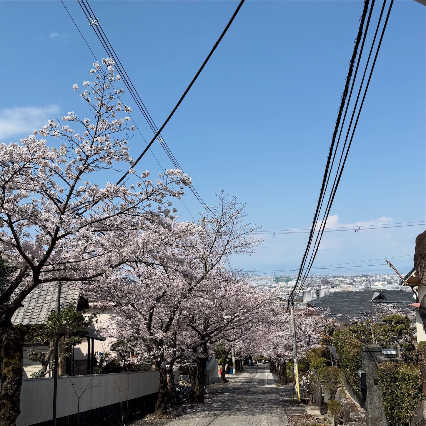 石切駅近くの「桜坂」
