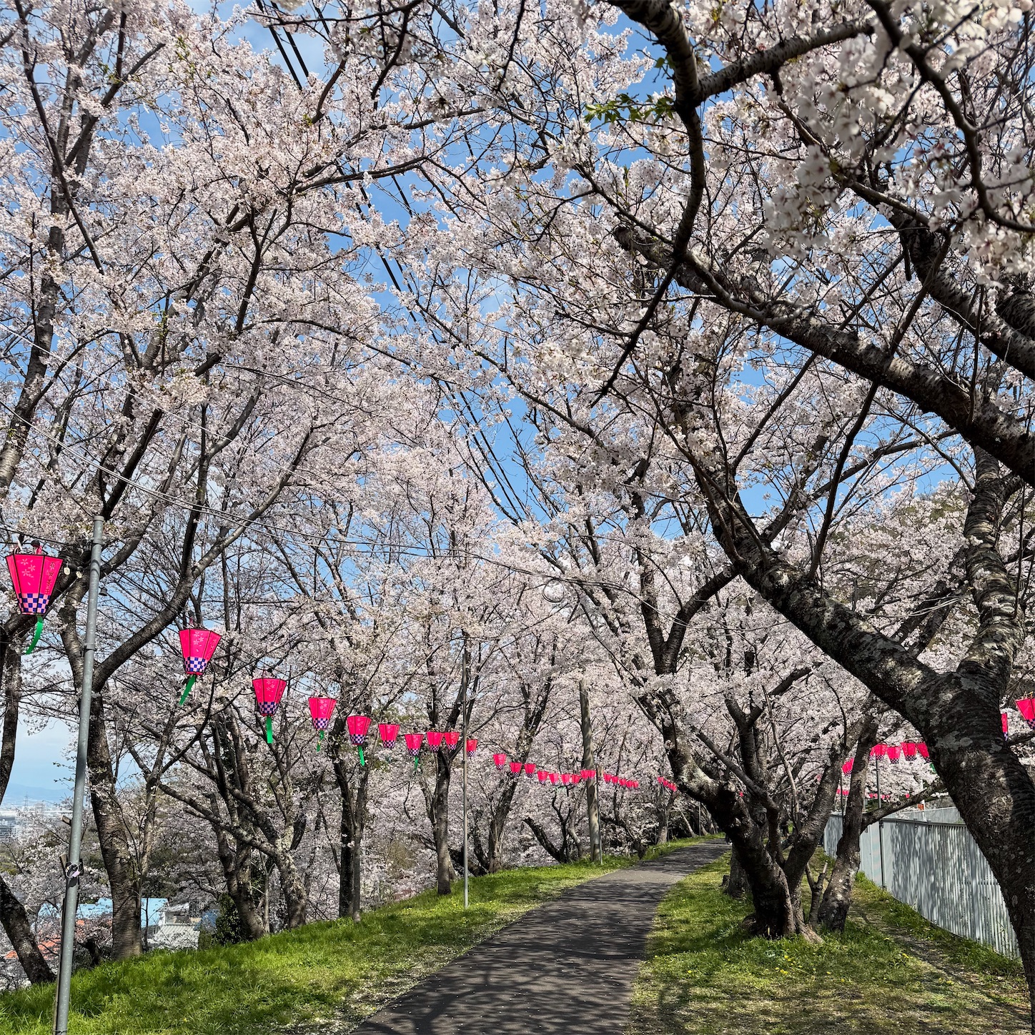 日下新池の桜