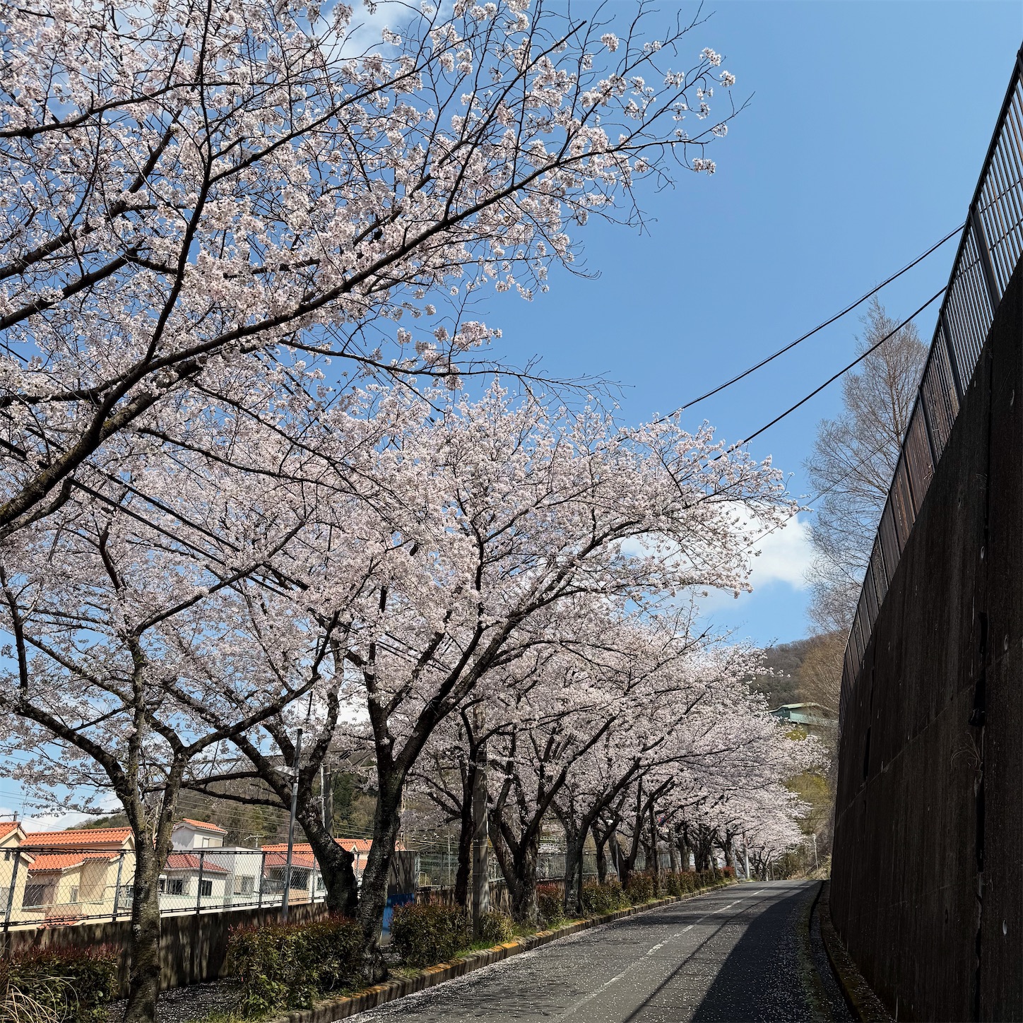 石切駅東側の桜並木