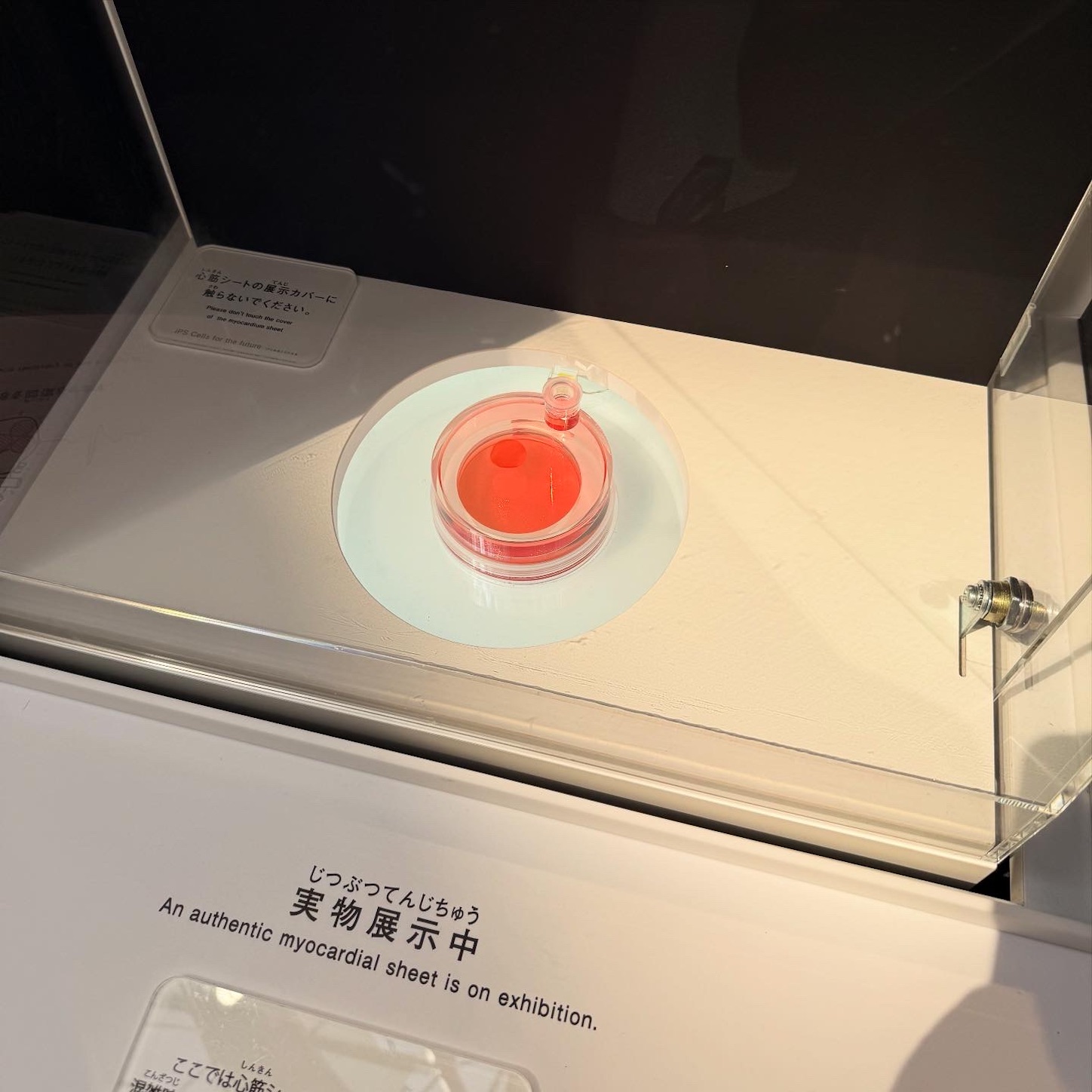 大阪ヘルスケアパビリオンの心筋シート