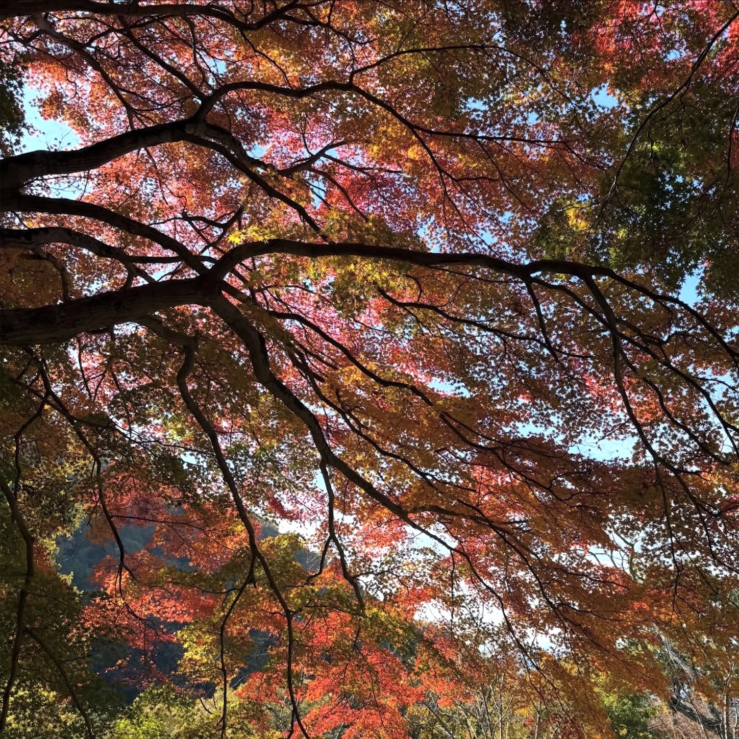 豊浦橋周辺の紅葉3 豊浦橋周辺の紅葉3