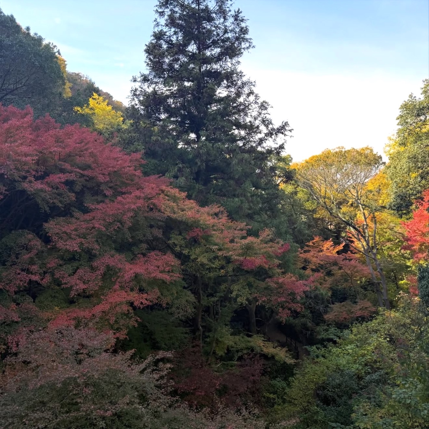 豊浦橋周辺の紅葉1 豊浦橋周辺の紅葉1
