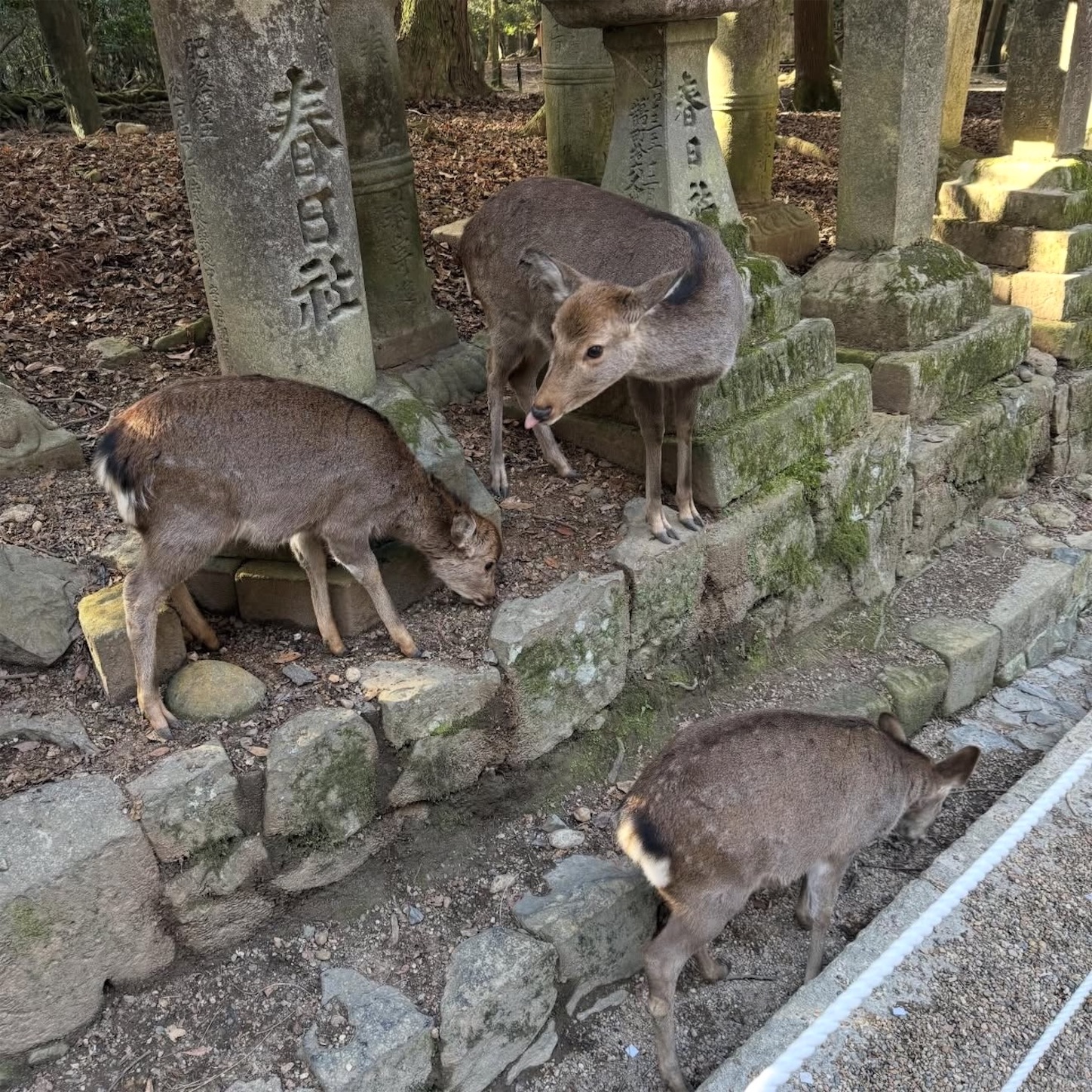 春日大社境内の鹿