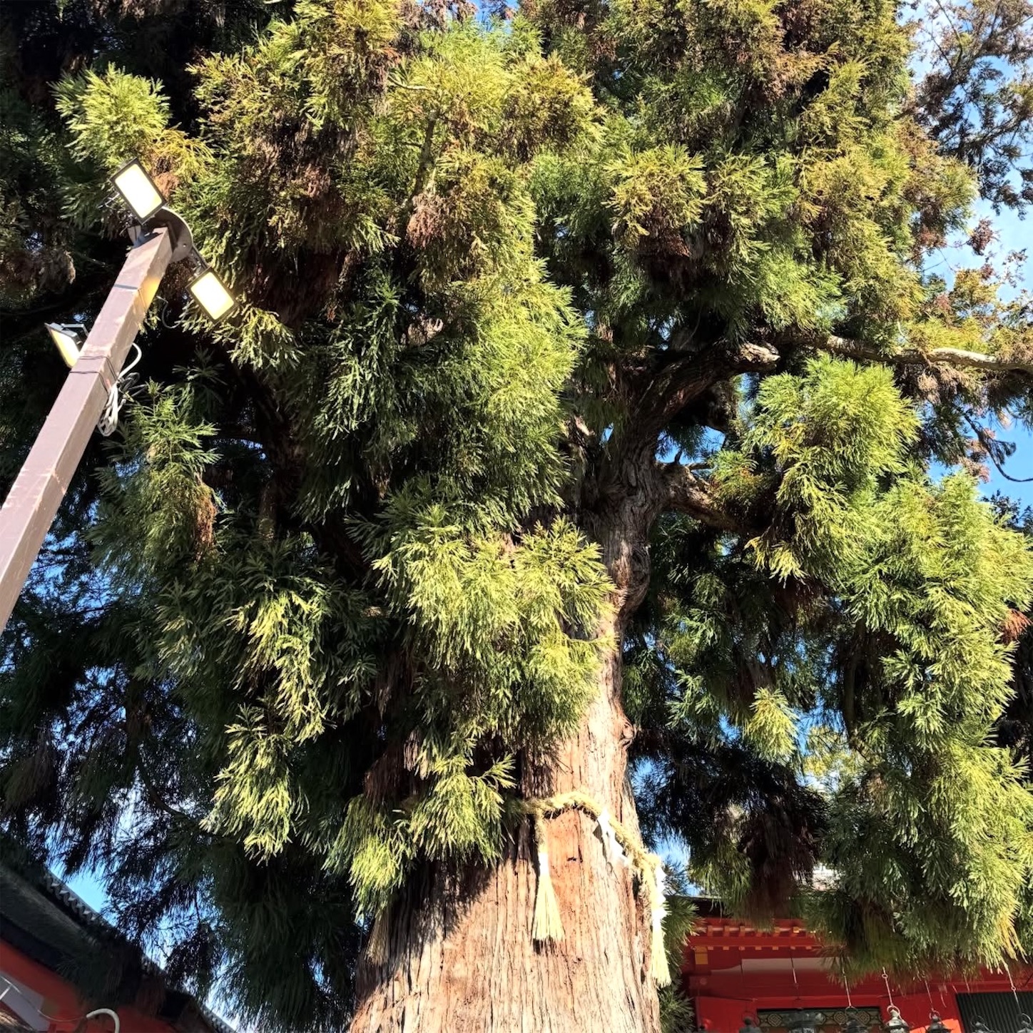 春日神社・社頭の大杉