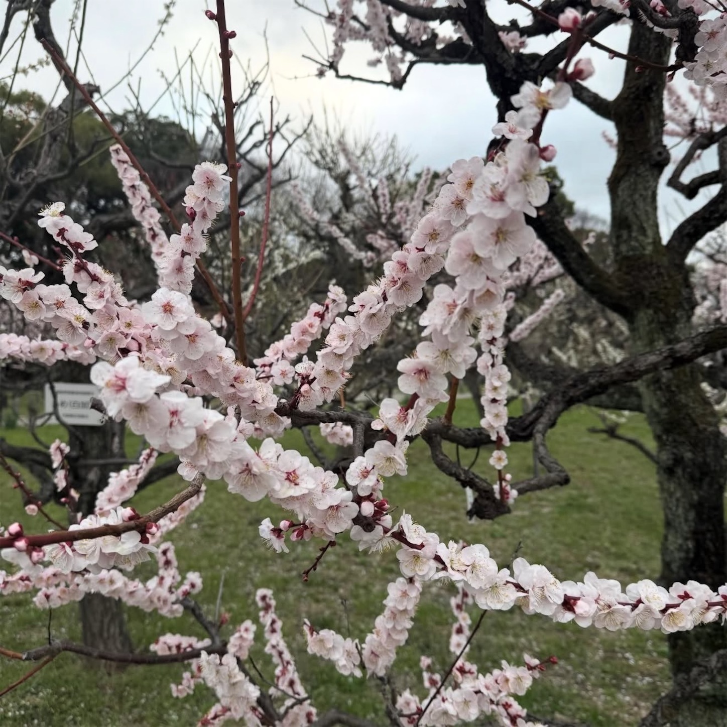 大阪城公園の梅2 大阪城公園の梅2