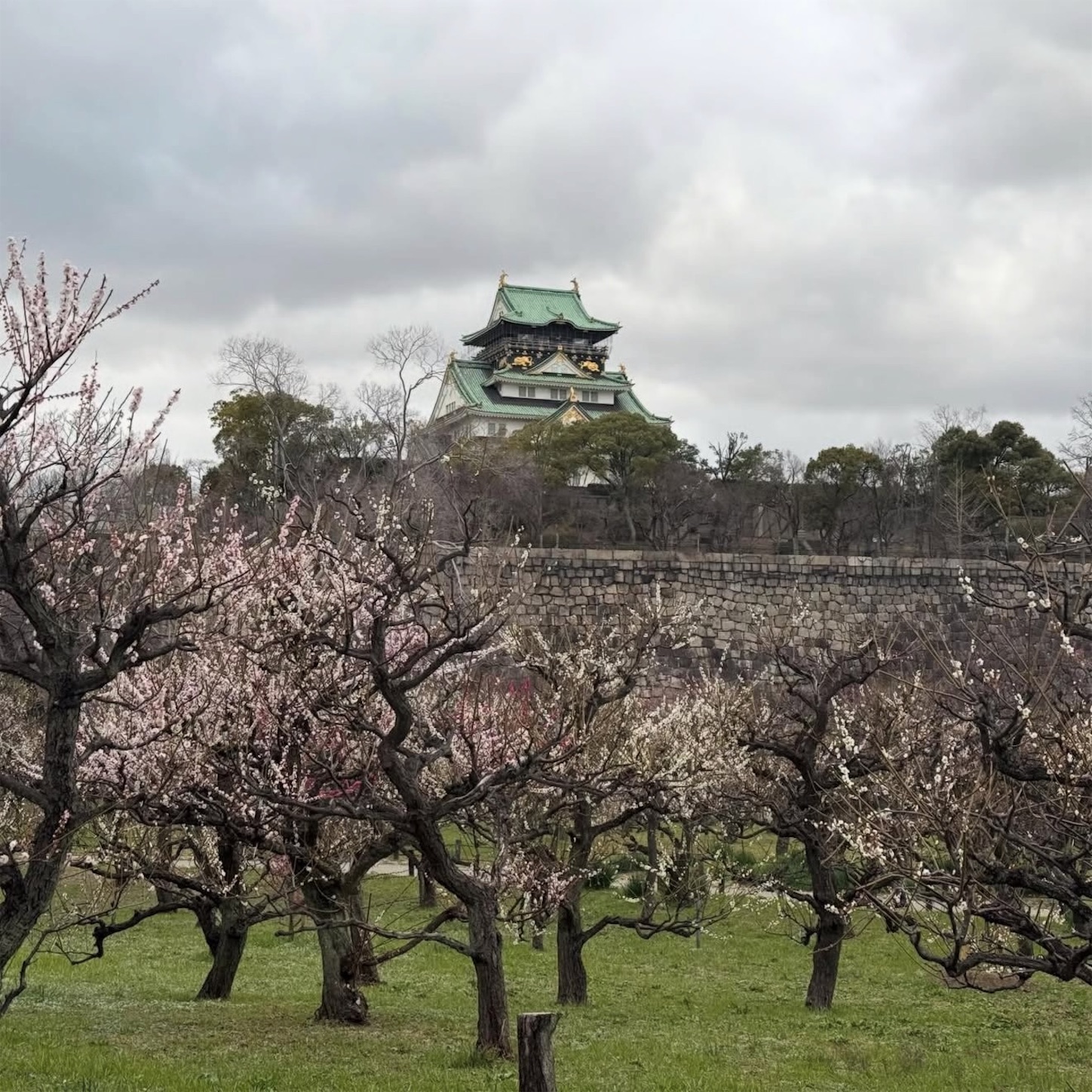 大阪城公園の梅と大阪城天守閣2 大阪城公園の梅と大阪城天守閣2