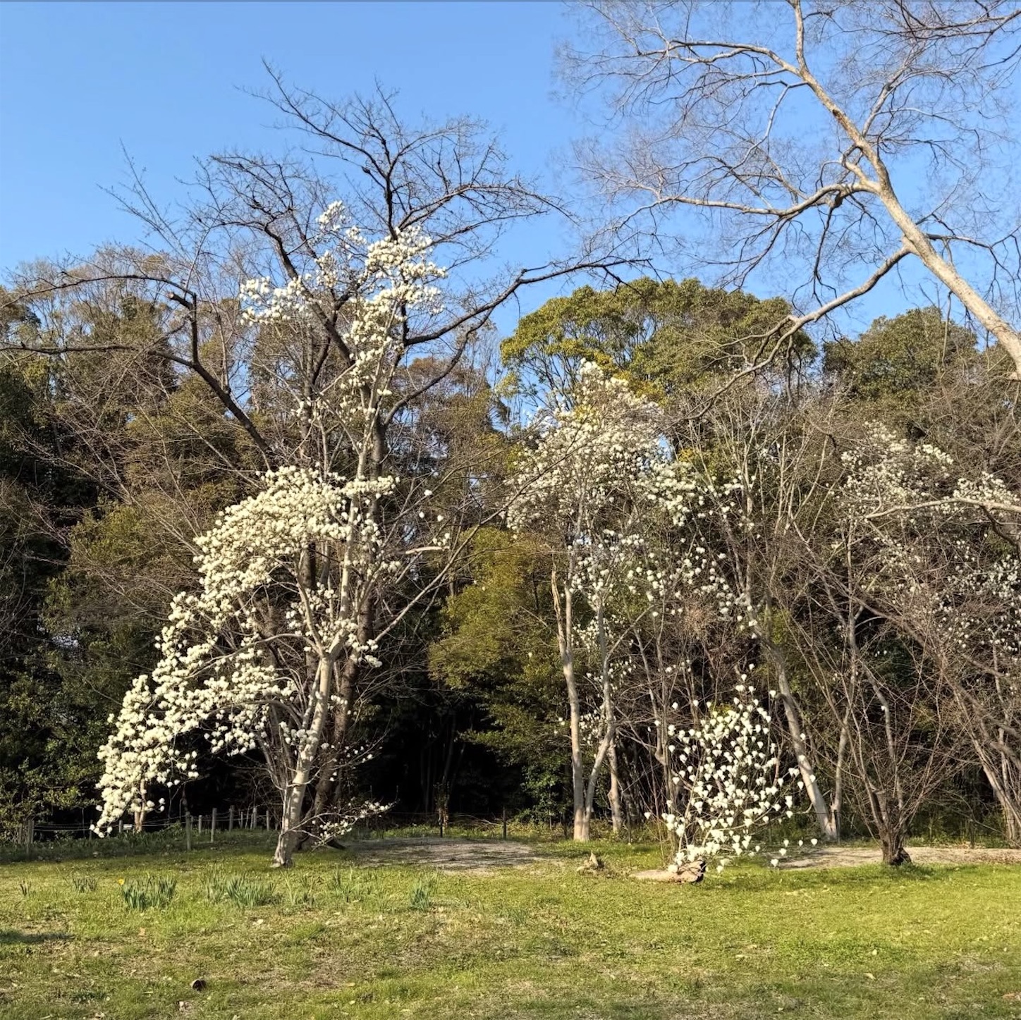 万博記念公園内の花 万博記念公園内の花