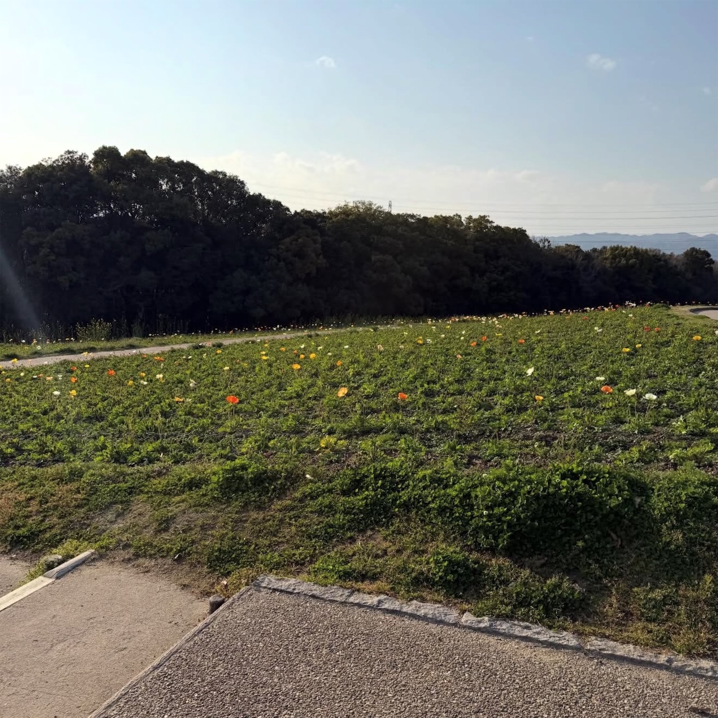 花の丘のポピー 花の丘のポピー