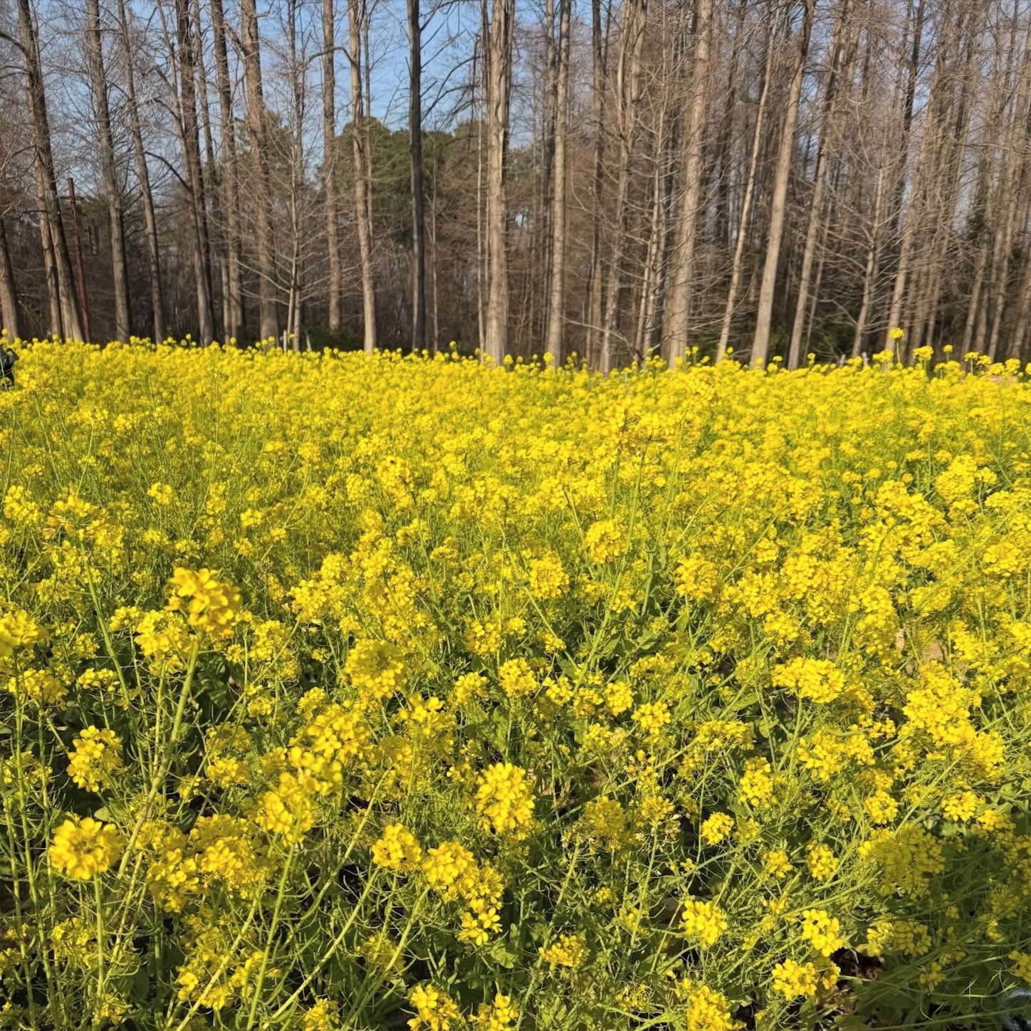 長居植物園の菜の花1