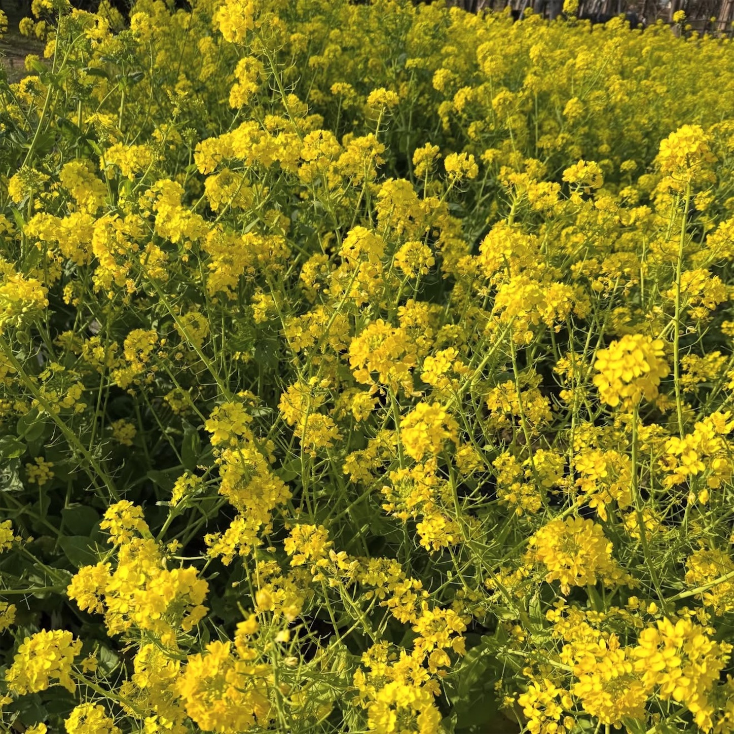 長居植物園の菜の花2