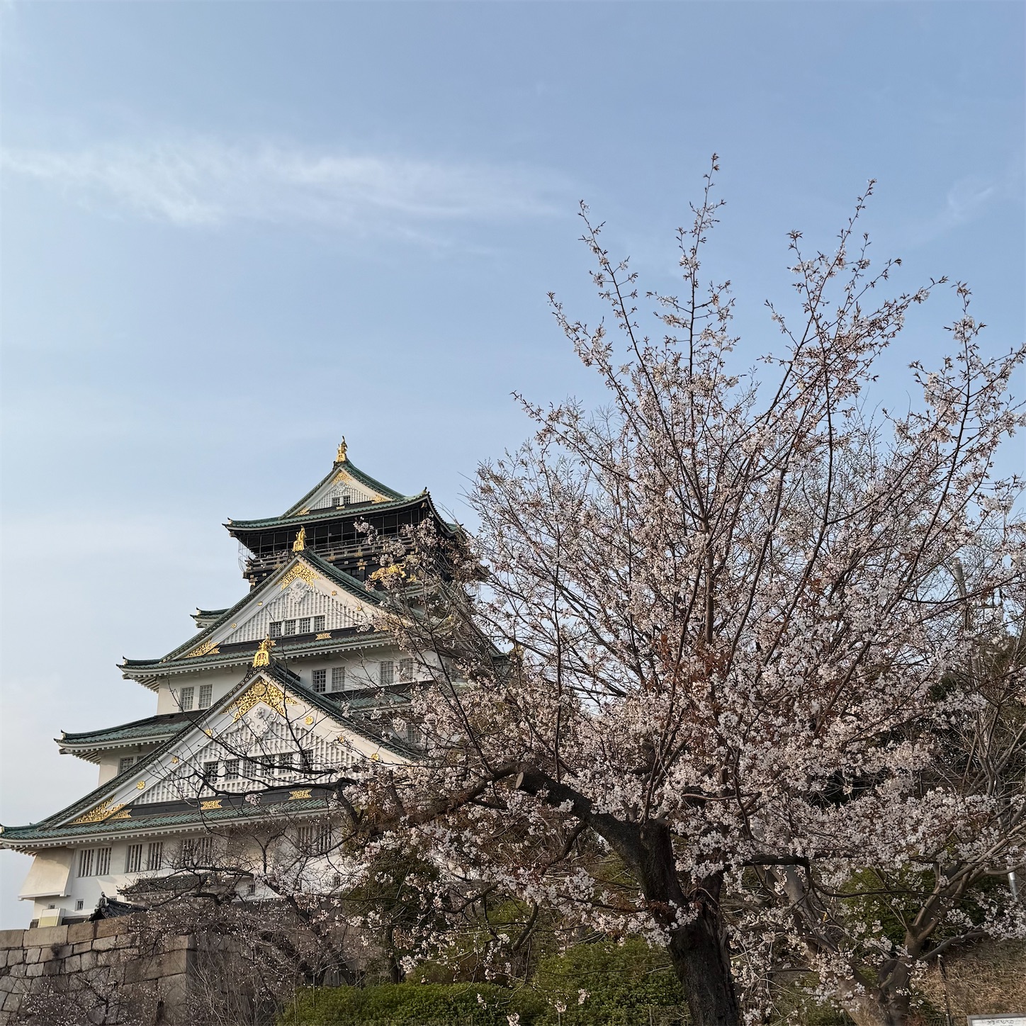 大阪城天守閣と桜