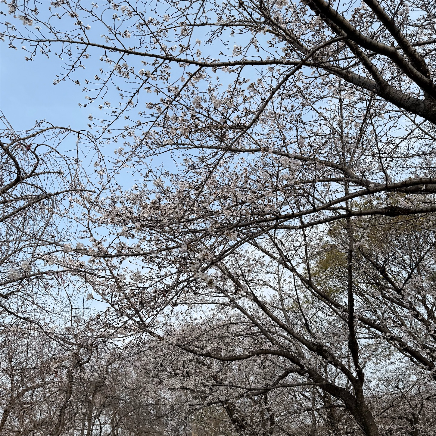 大阪城公園の桜