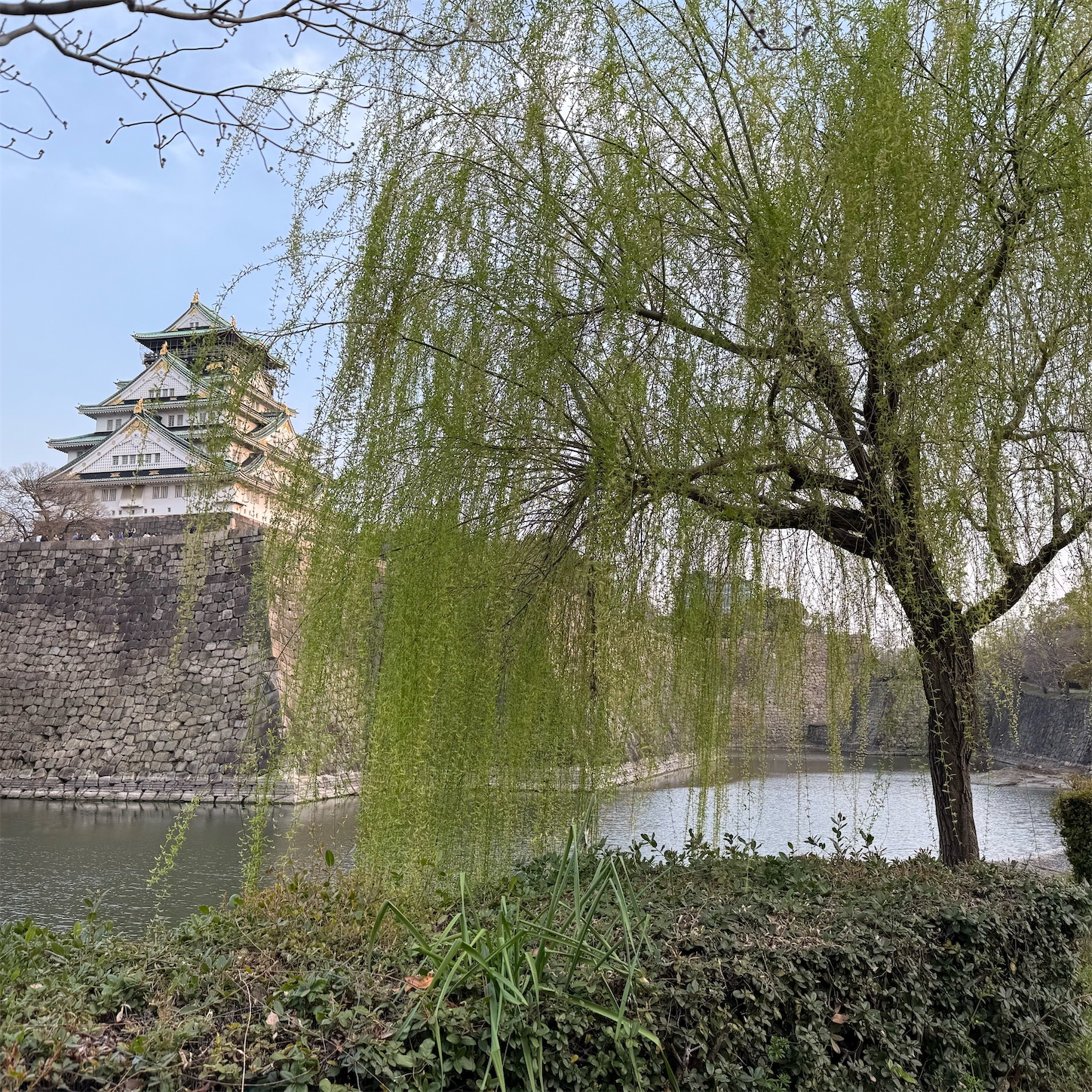 大阪城天守閣と柳