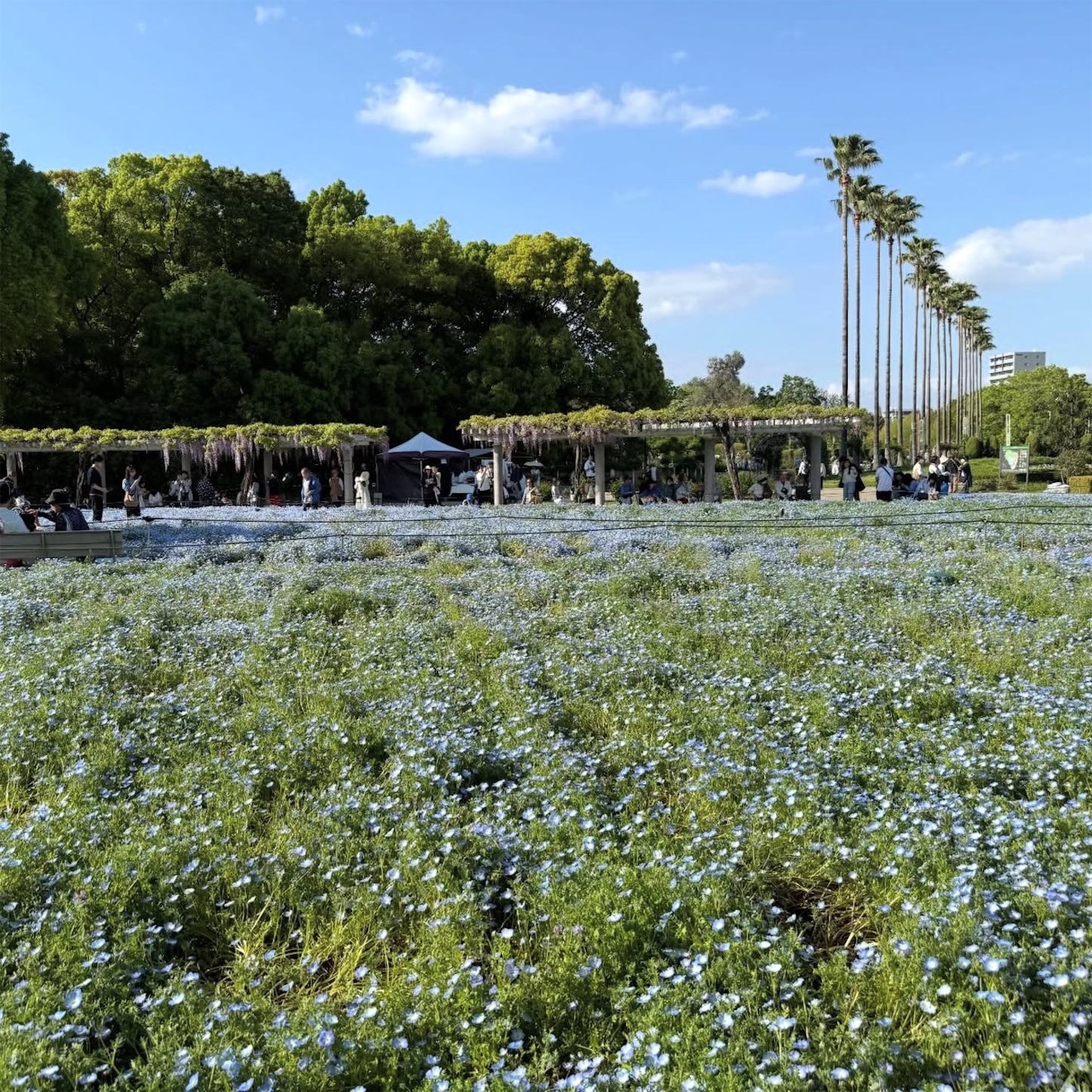 長居植物園のネモフィラ1 長居植物園のネモフィラ1