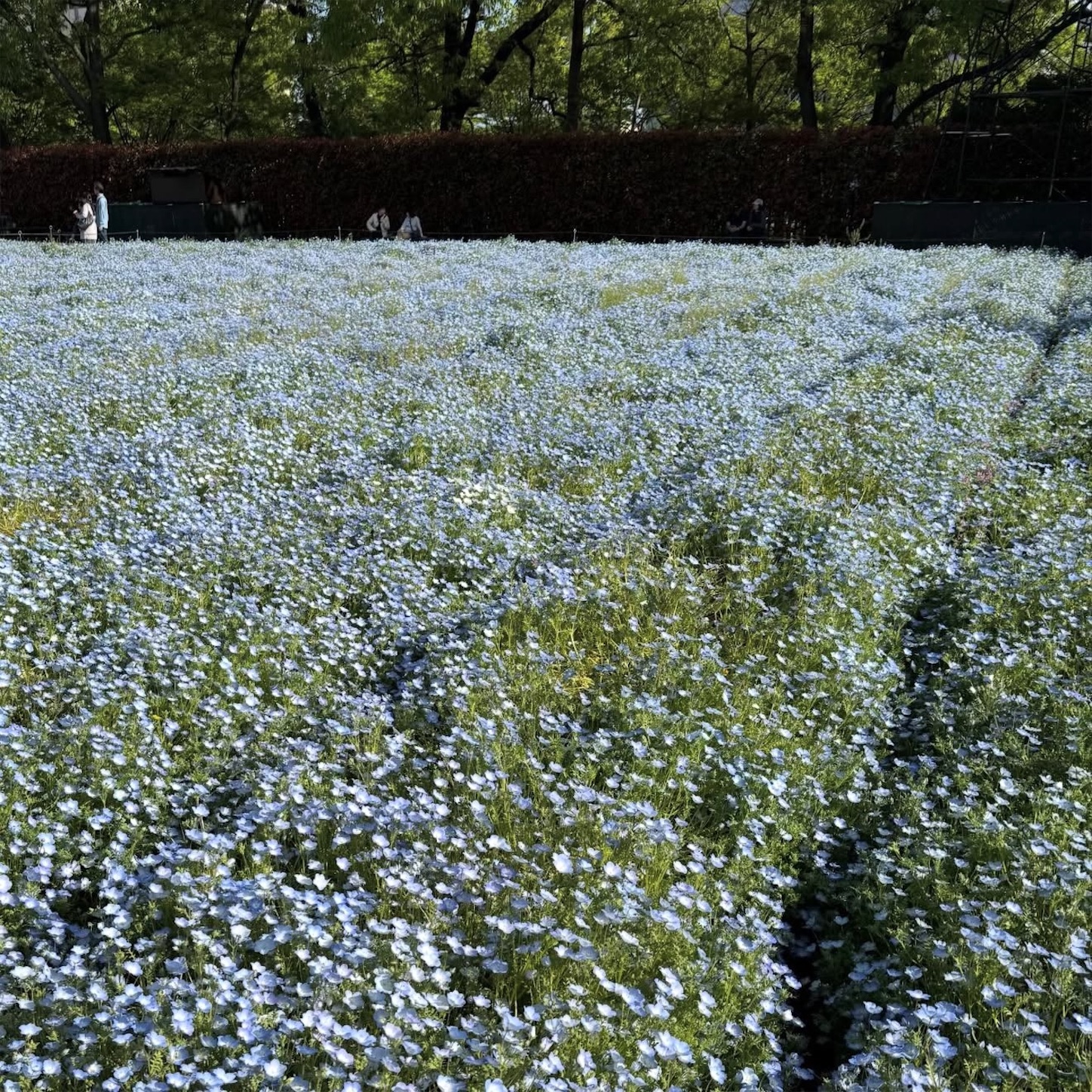 長居植物園のネモフィラ2 長居植物園のネモフィラ2