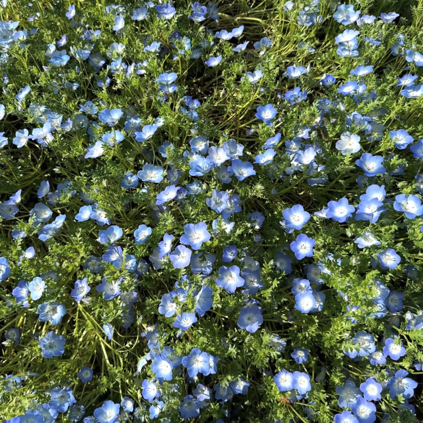 長居植物園のネモフィラ4 長居植物園のネモフィラ4