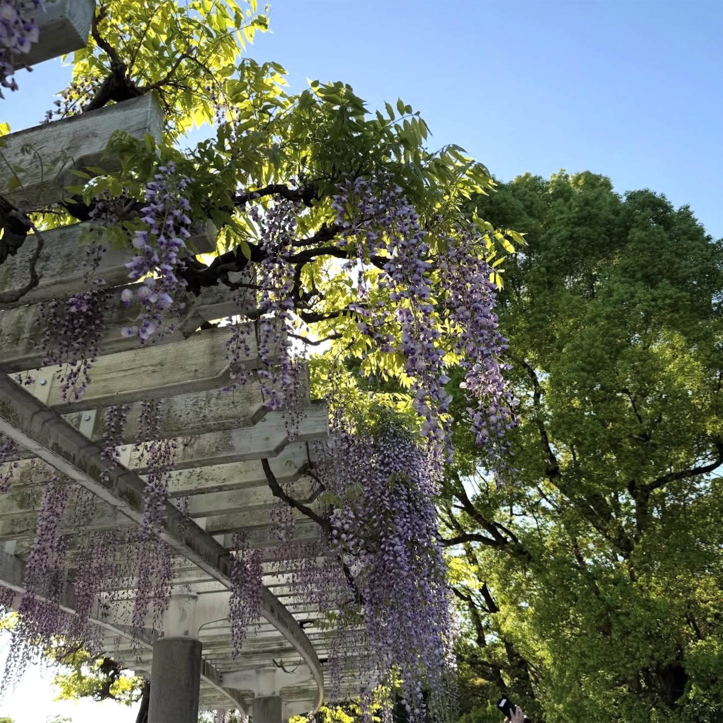 長居植物園の藤棚2 長居植物園の藤棚2
