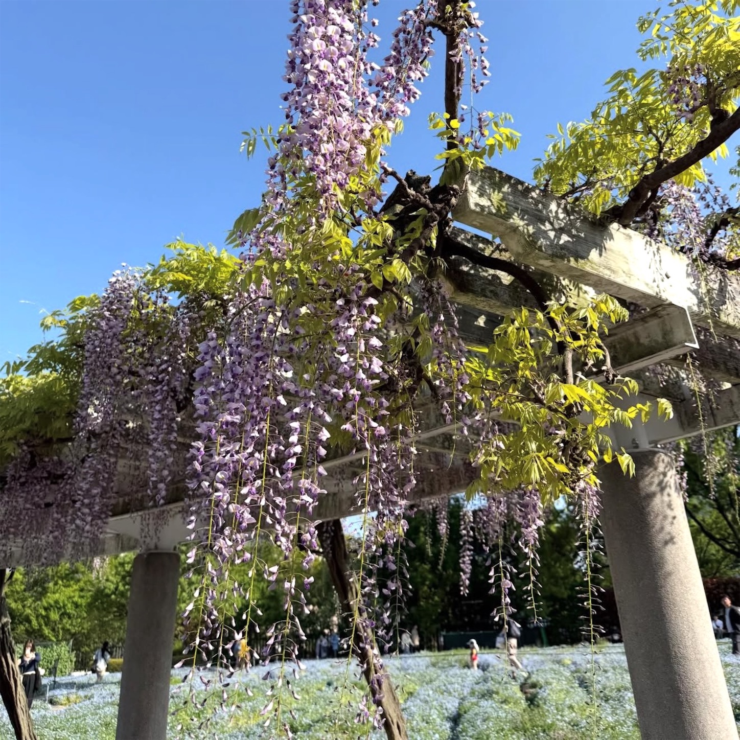 長居植物園の藤棚4 長居植物園の藤棚4