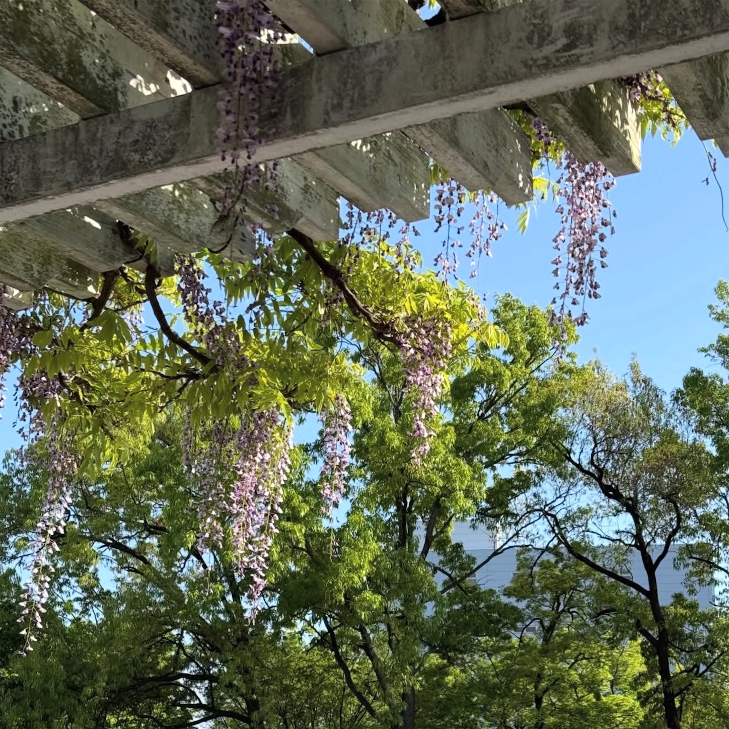 長居植物園の藤棚3 長居植物園の藤棚3