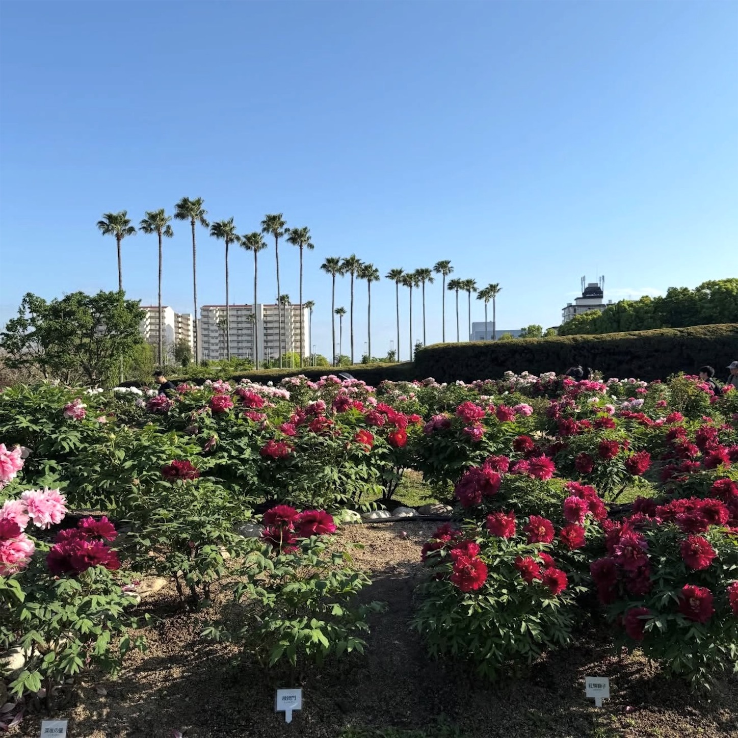 長居植物園のボタン1 長居植物園のボタン1