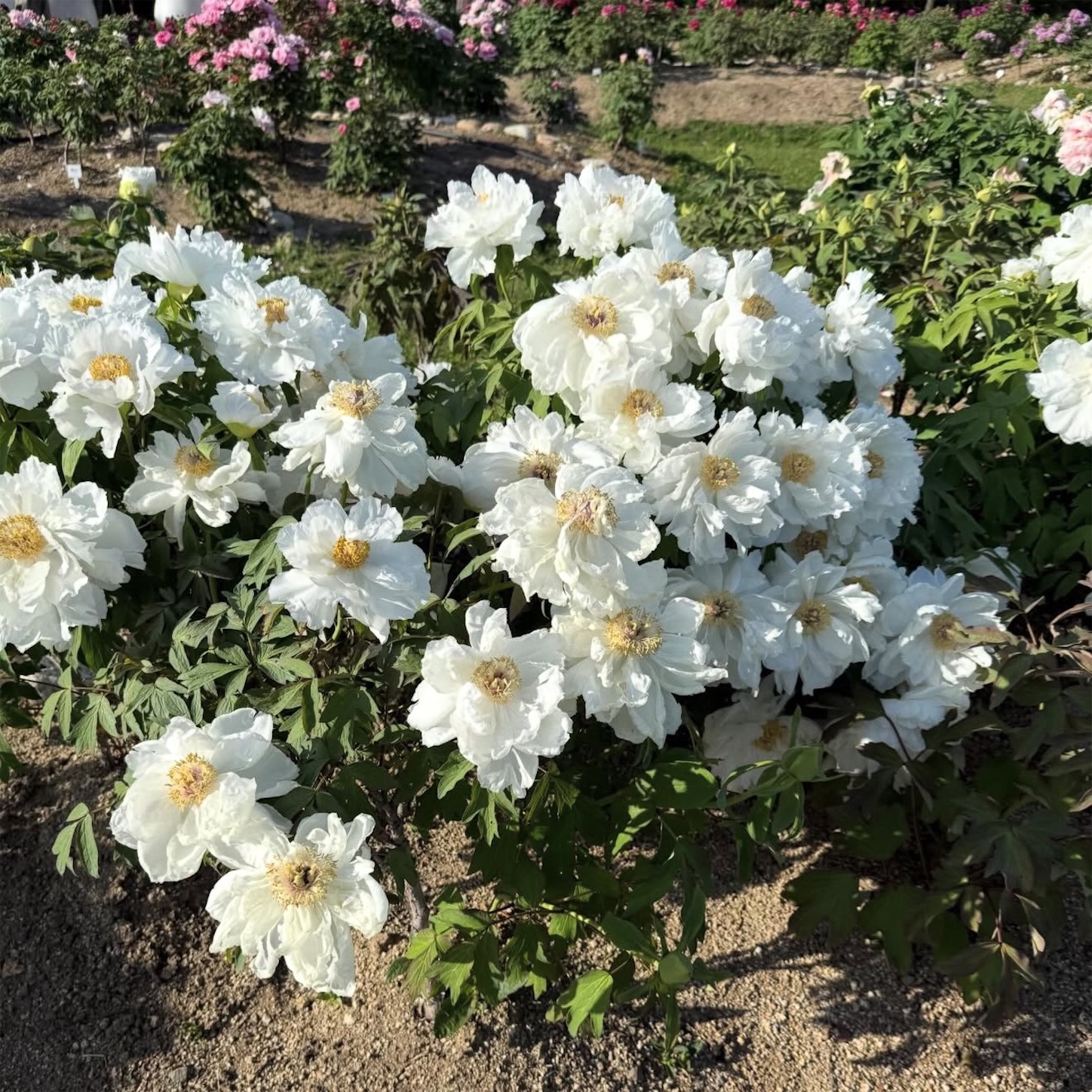 長居植物園のボタン4 長居植物園のボタン4
