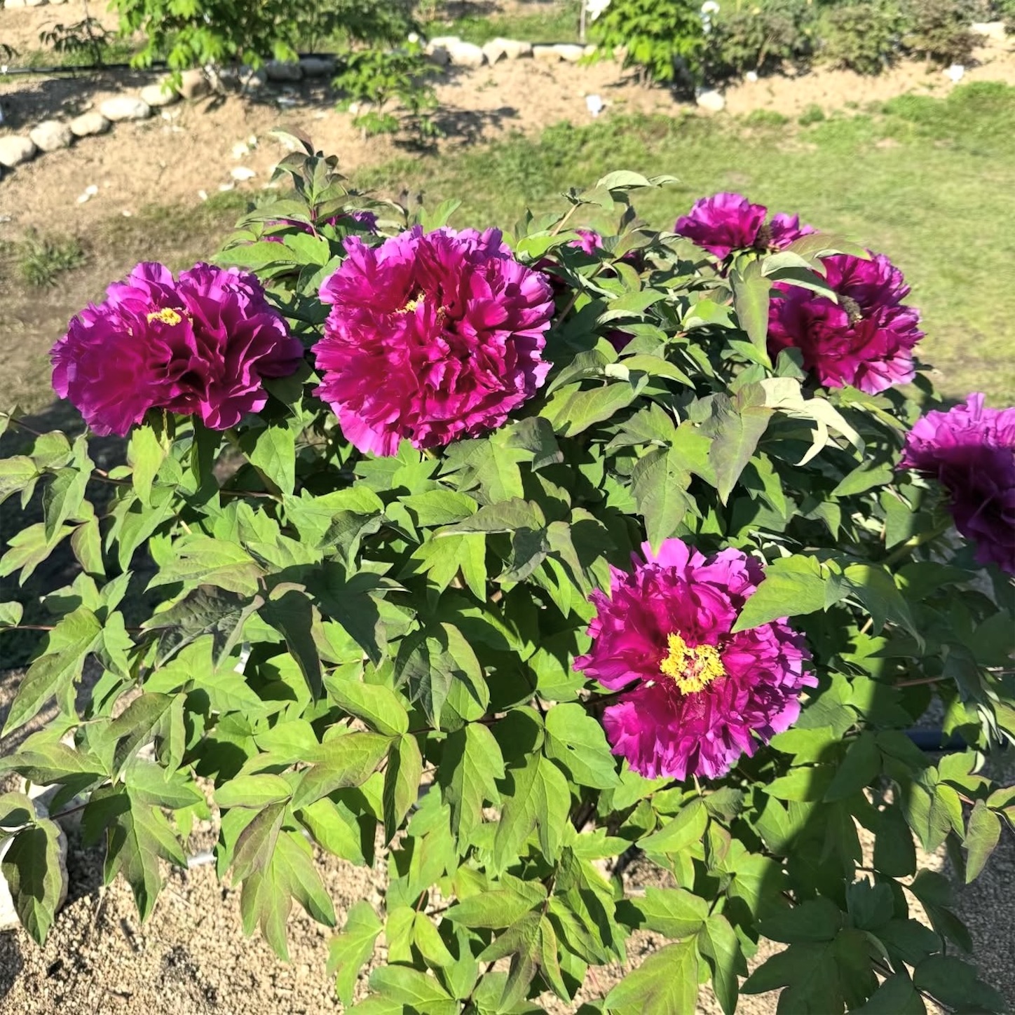 長居植物園のボタン3 長居植物園のボタン3
