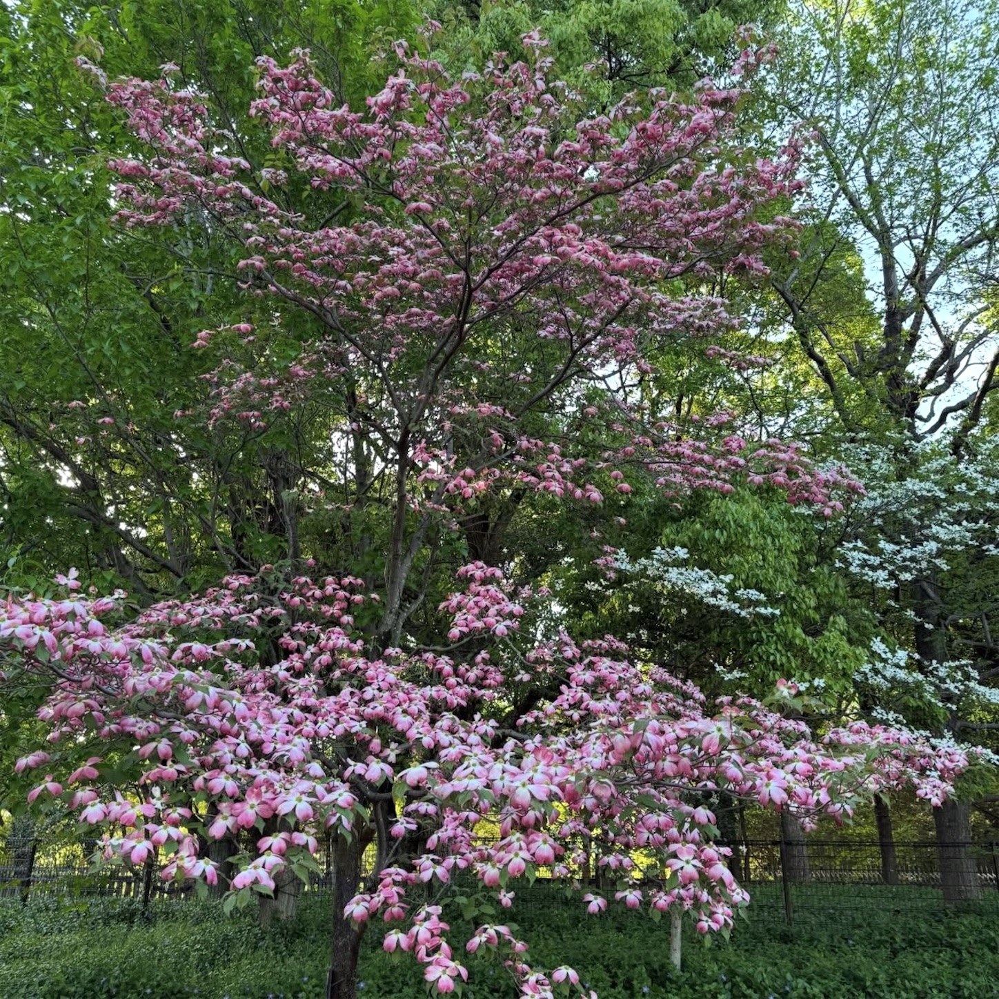 長居植物園のハナミズキ 長居植物園のハナミズキ