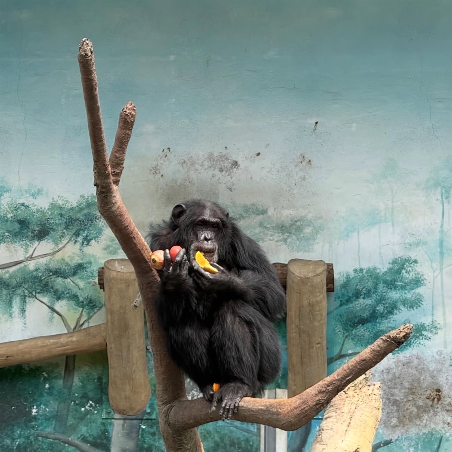 天王寺動物園のチンパンジー 天王寺動物園のチンパンジー