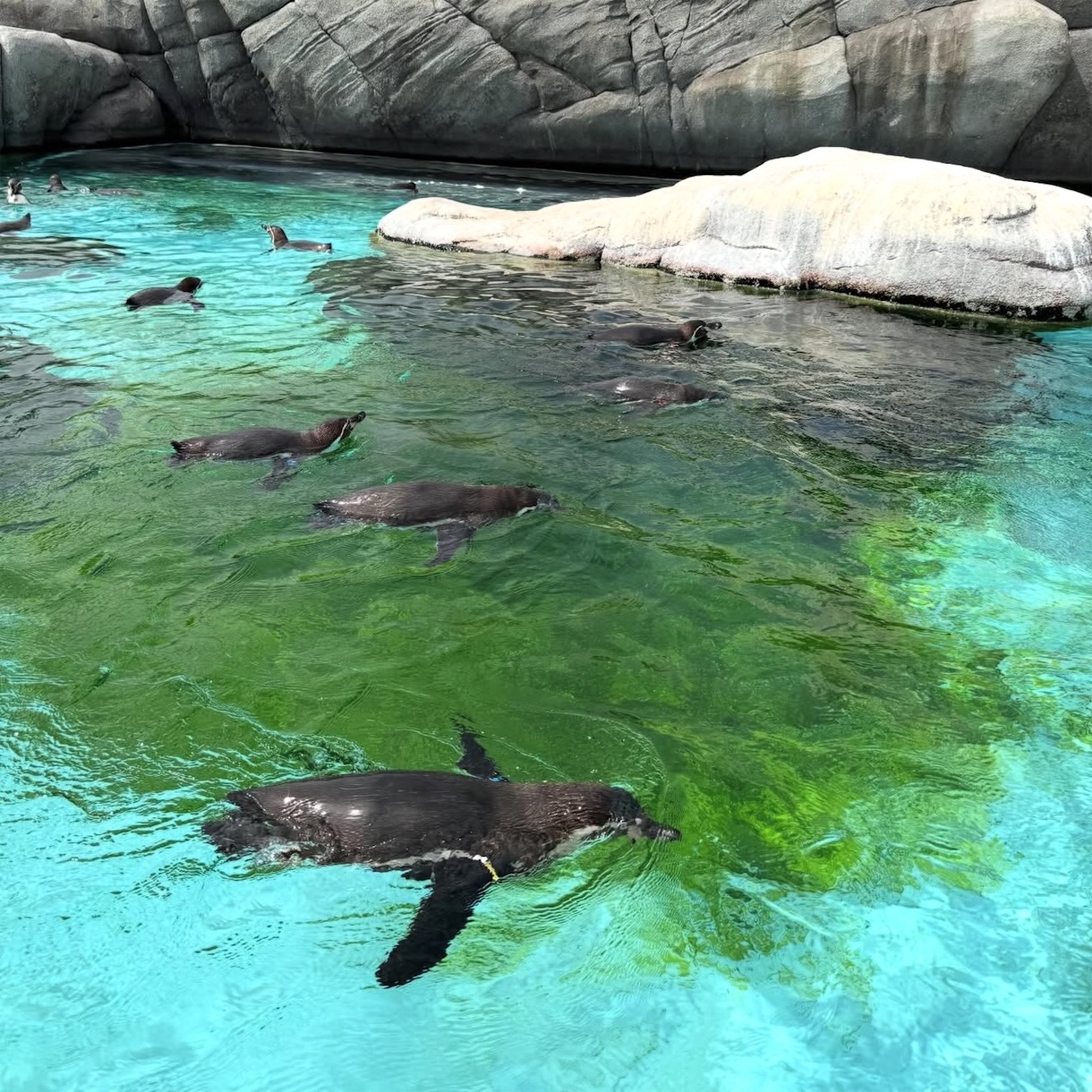 天王寺動物園のペンギン2 天王寺動物園のペンギン2