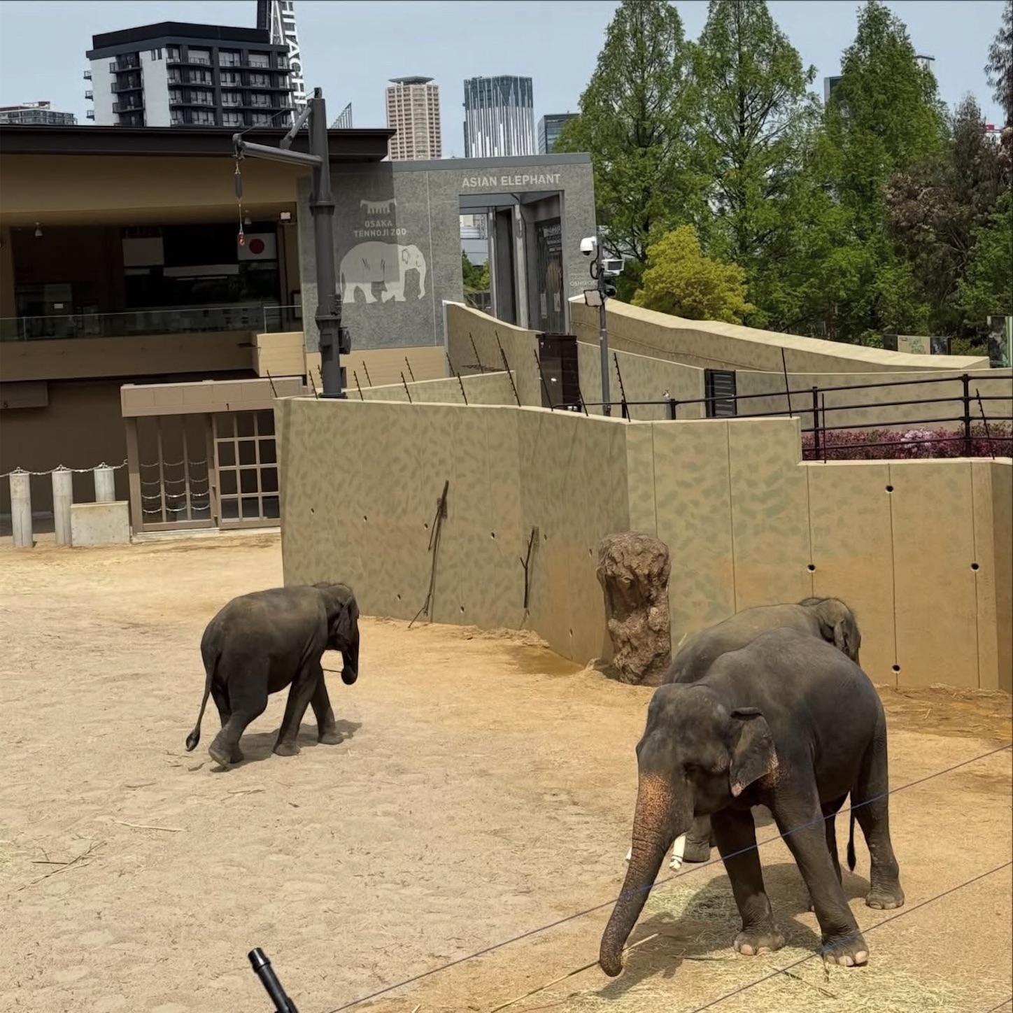 天王寺動物園のゾウ1 天王寺動物園のゾウ1