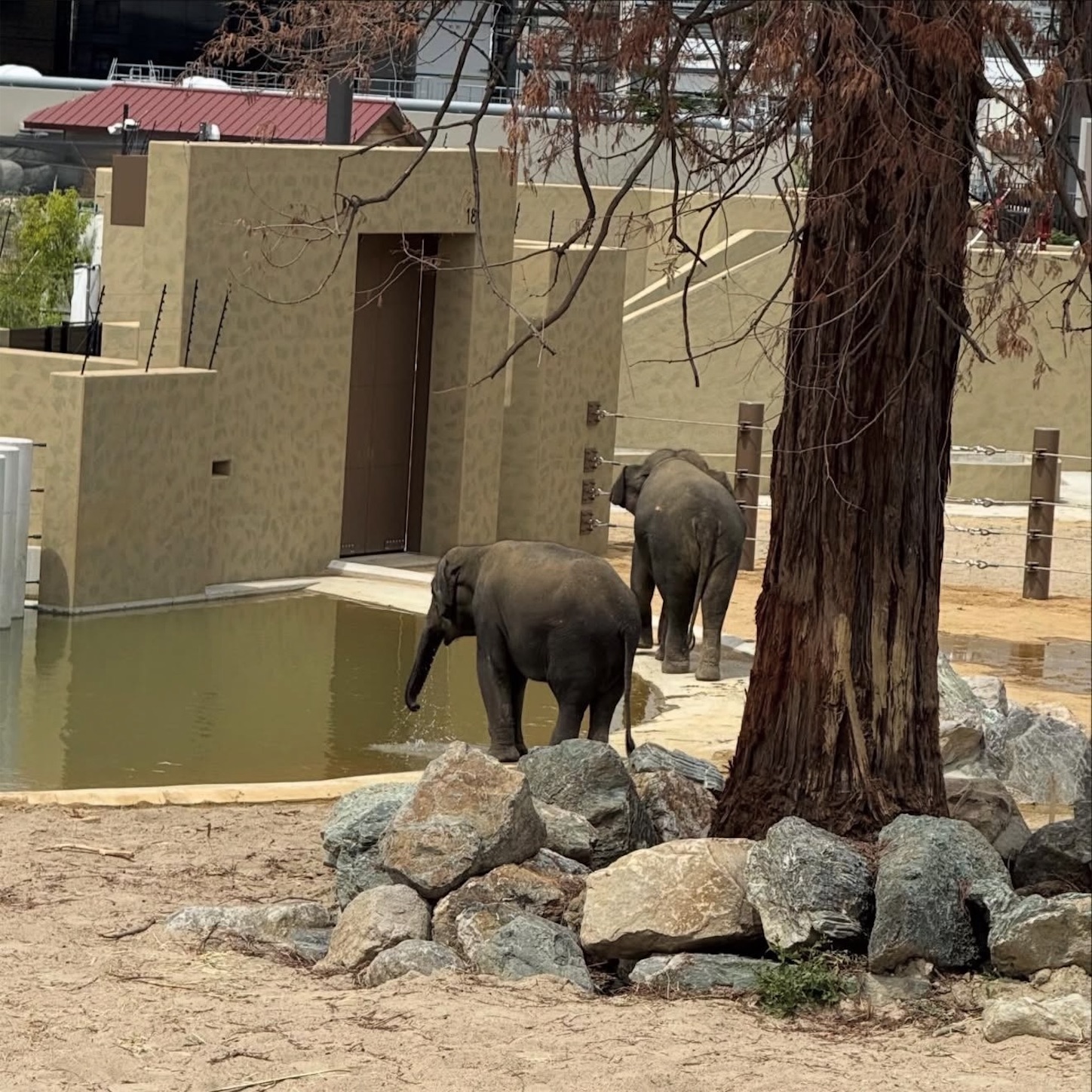 天王寺動物園のゾウ2 天王寺動物園のゾウ2