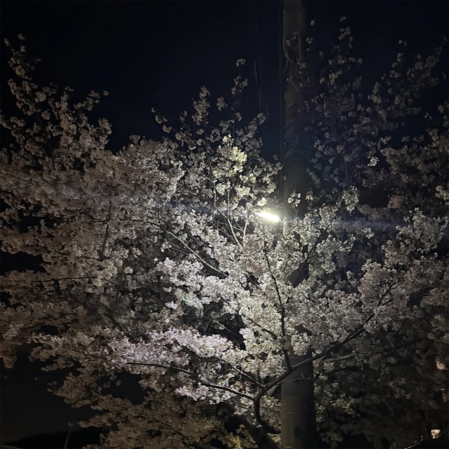 石切駅前の夜桜