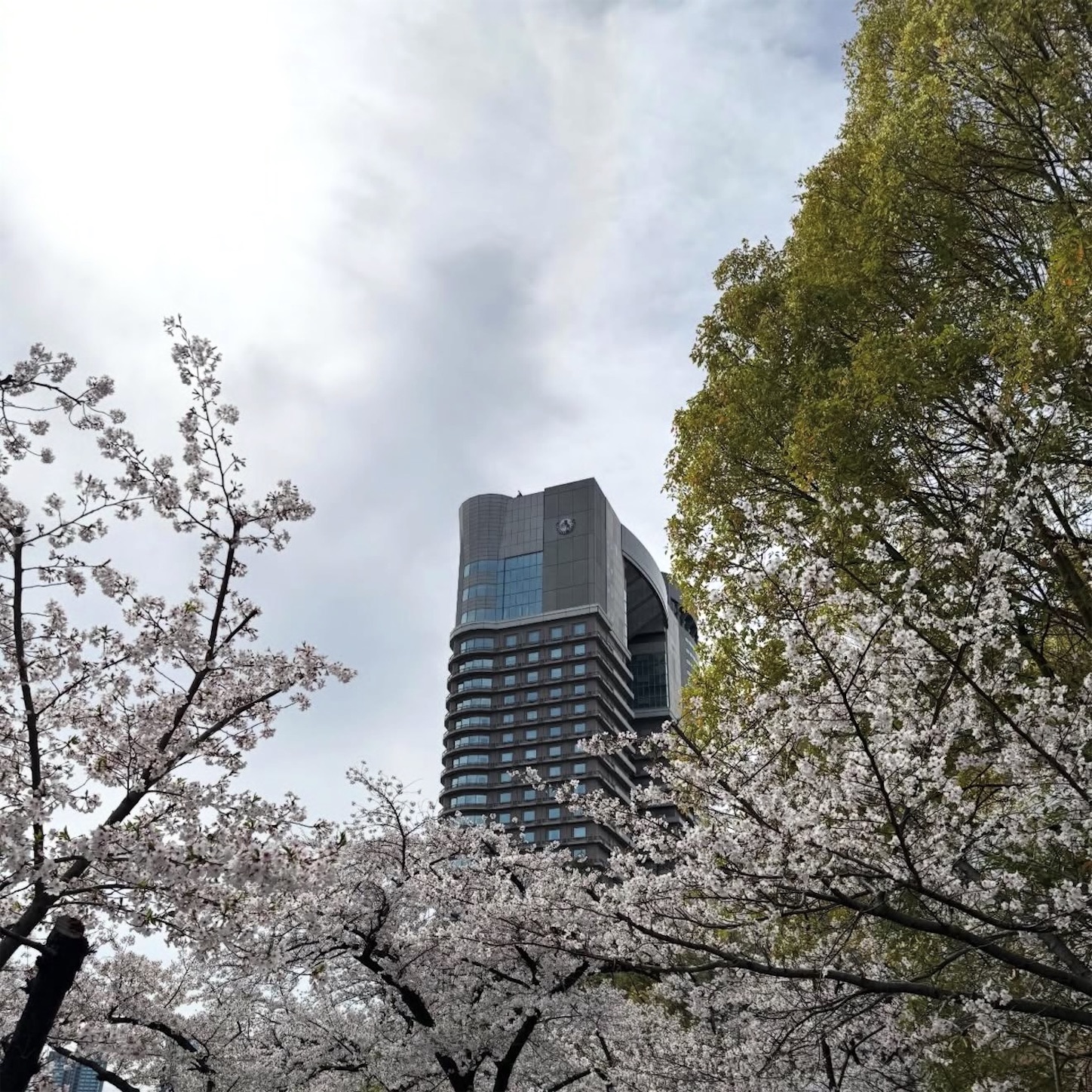 大川沿いの桜1