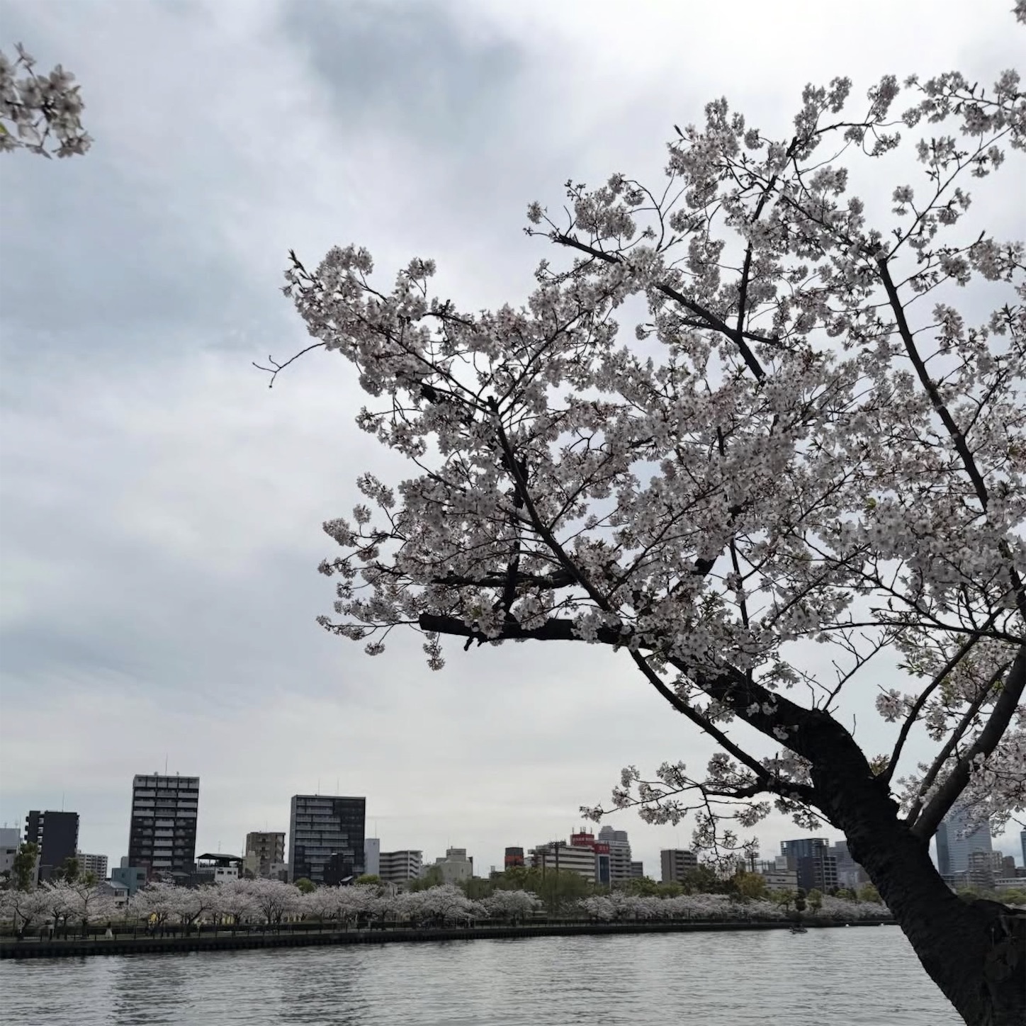 大川沿いの桜2