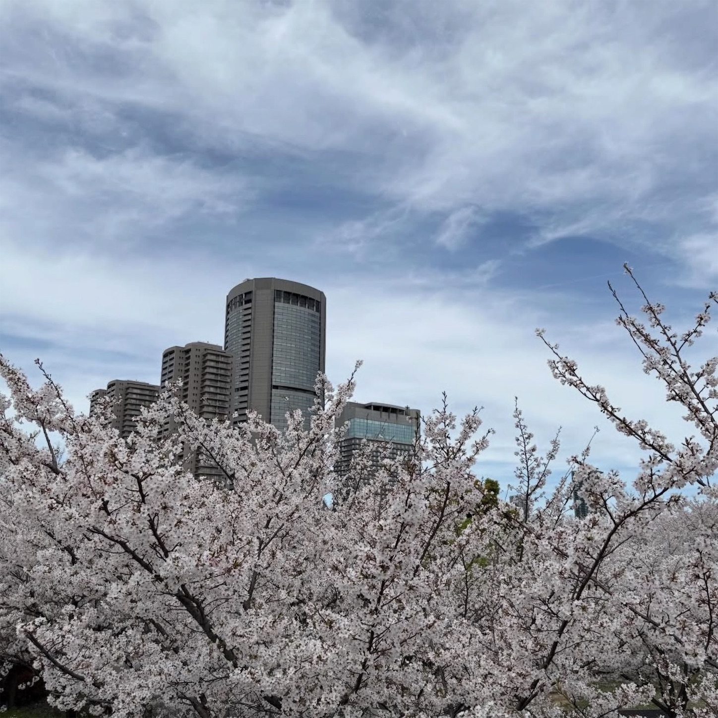 桜宮橋からの桜1