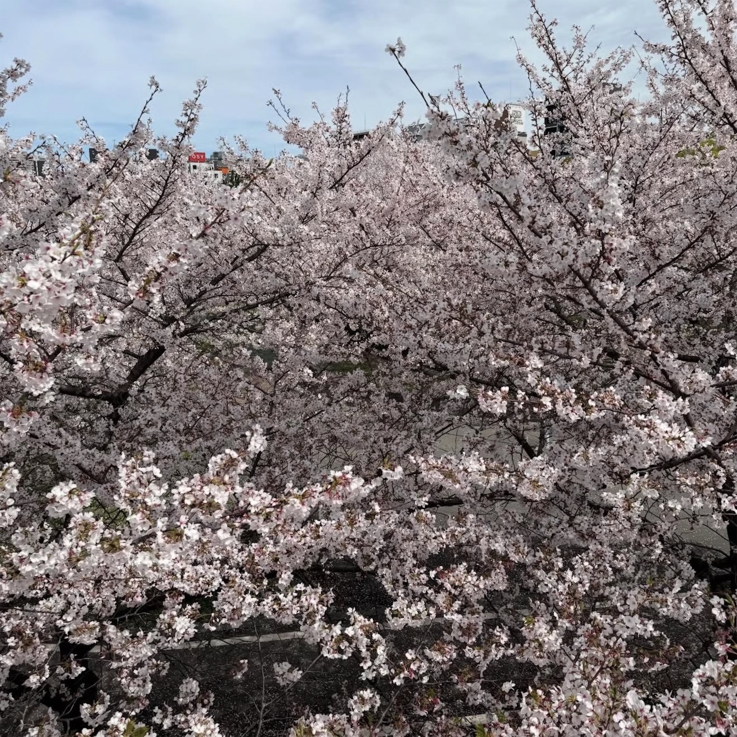 桜宮橋からの桜2